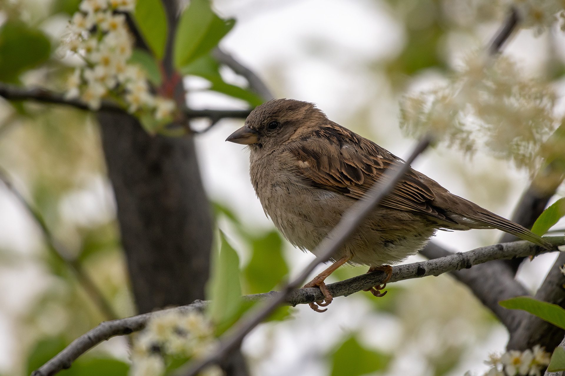 House Sparrow (female), Bridlewood, Calgary, AB