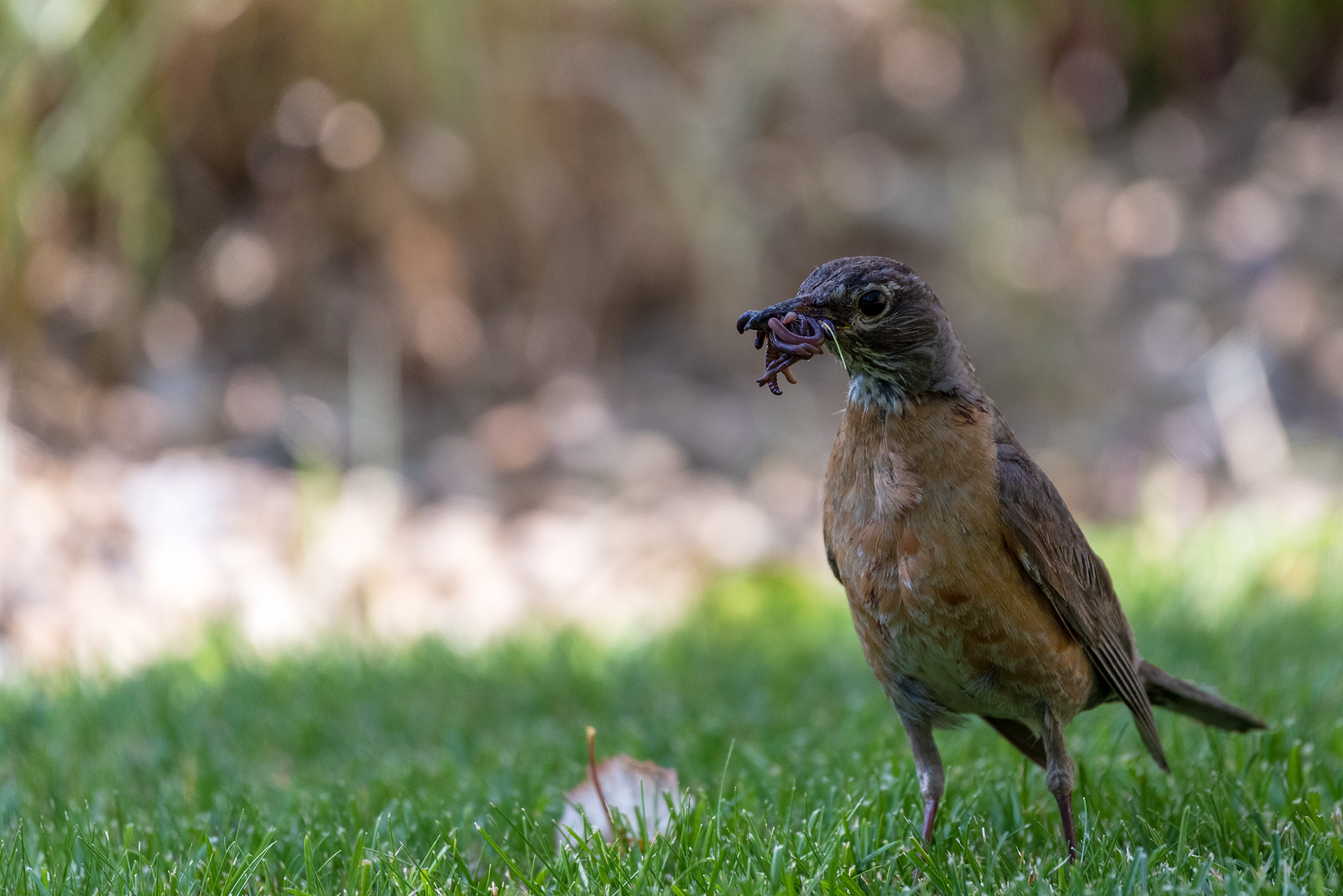 Bill already full of worms, American Robin continues to search the grass for more