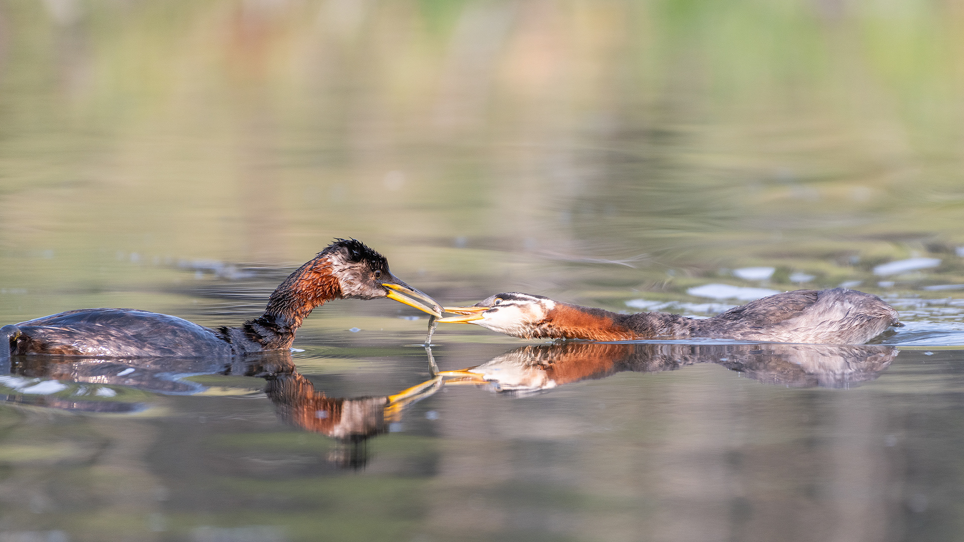 Red-necked Grebes (one female, one immature), Marshall Springs - Fish Creek Prov. Park, Calgary, AB