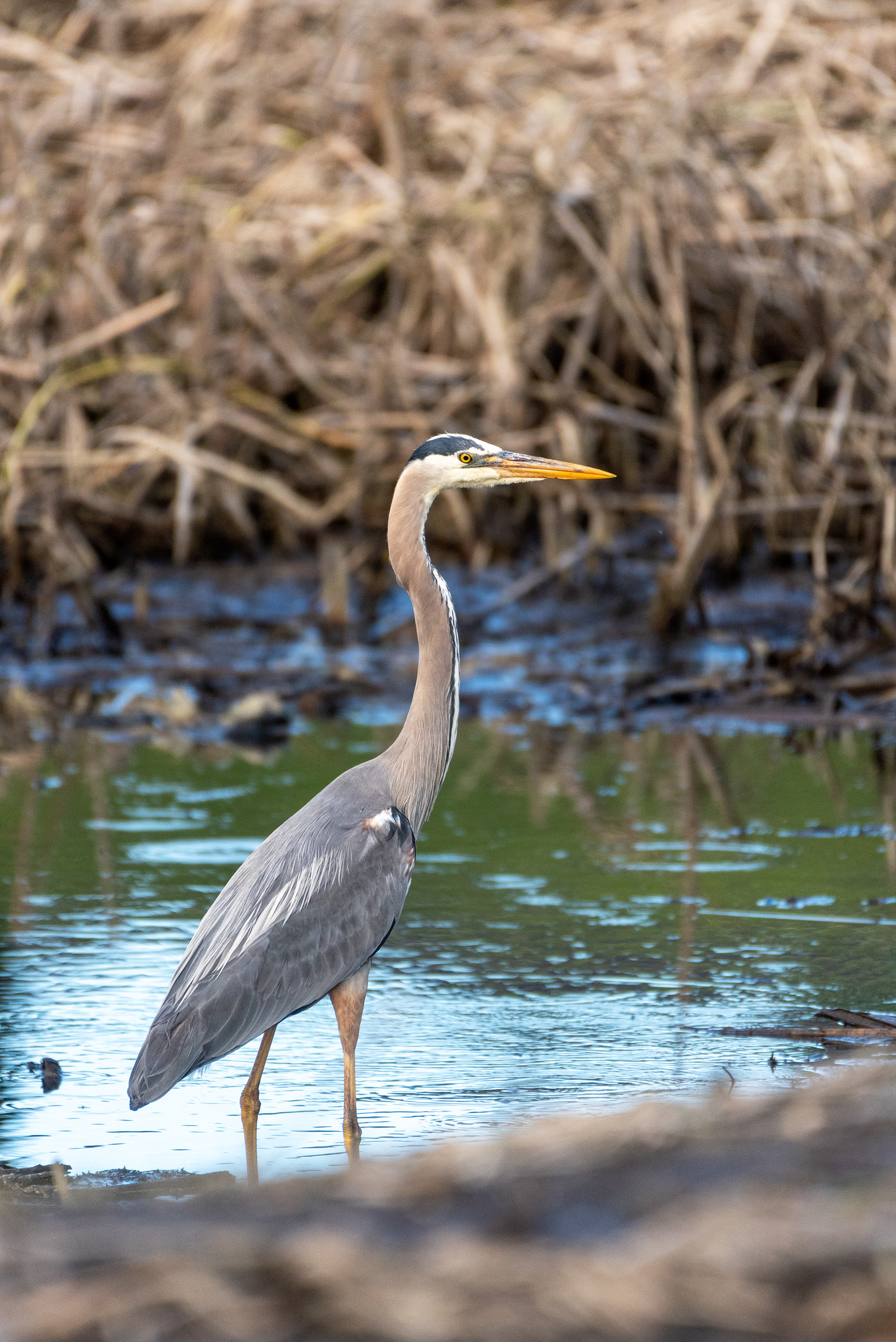 Great Blue Heron