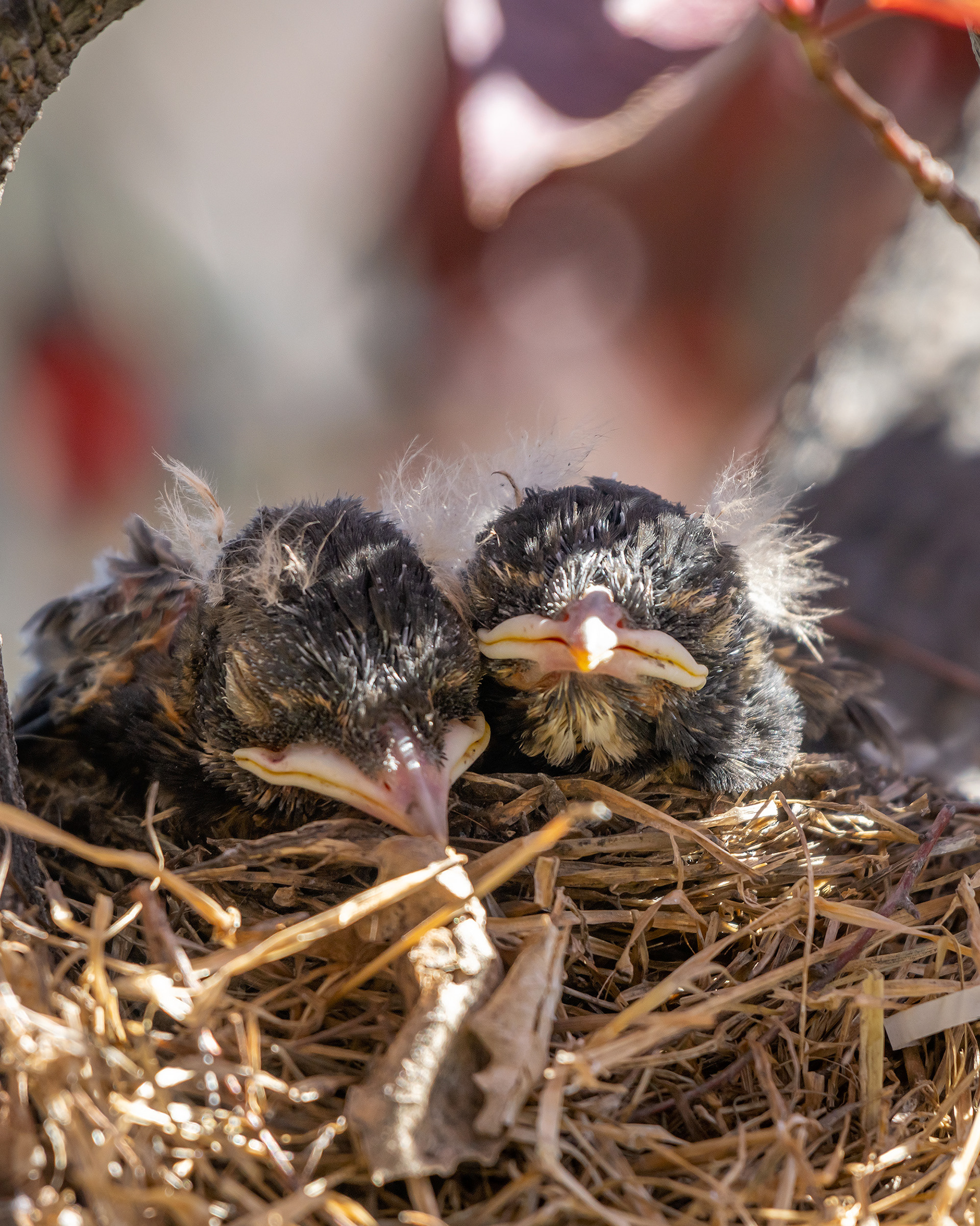 American Robin hatchlings, Bridlewood, Calgary, AB