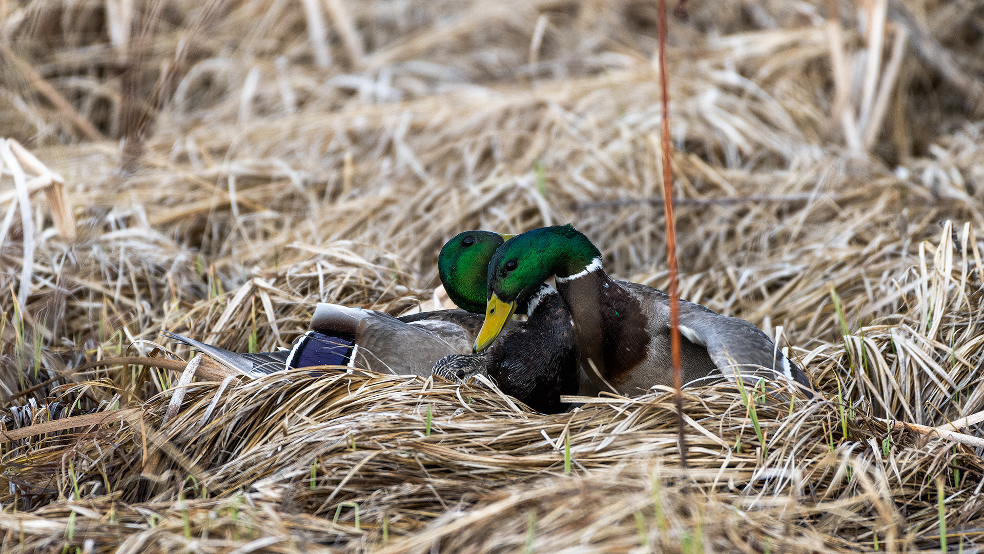 Mallards (2 males, 1 female) near Turner Valley, Alberta