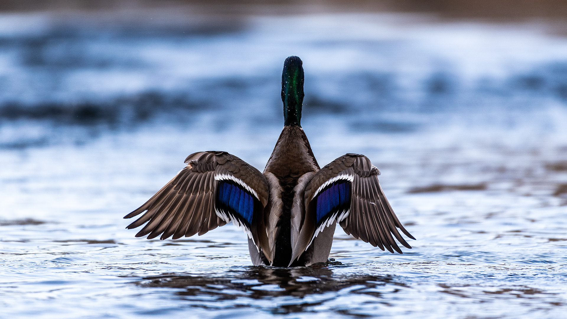 Male Mallard (Cameo) near Carburn Park, Calgary, AB - April 1st