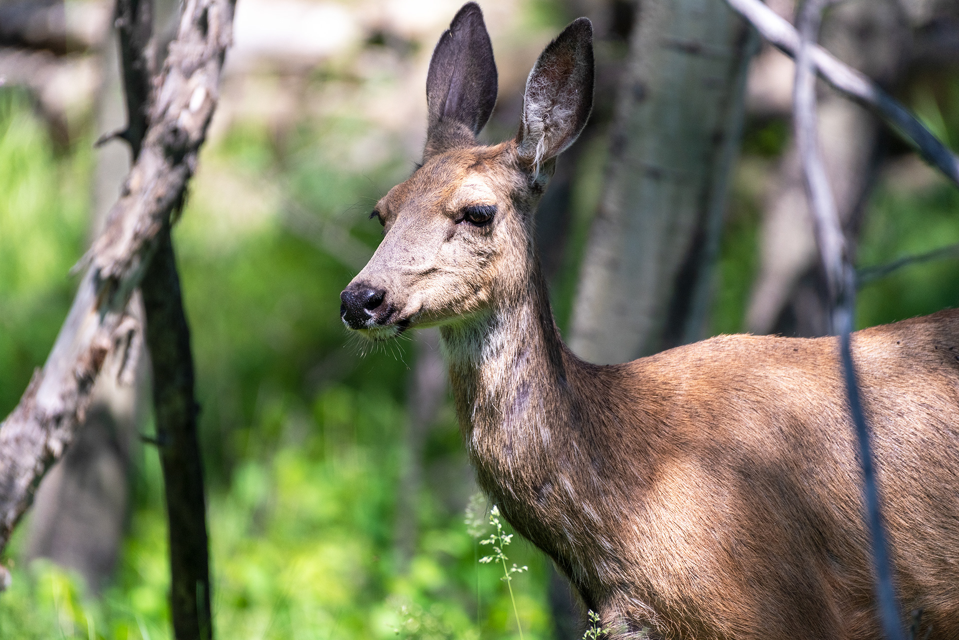 Deer in a small wooded area about a block away from home