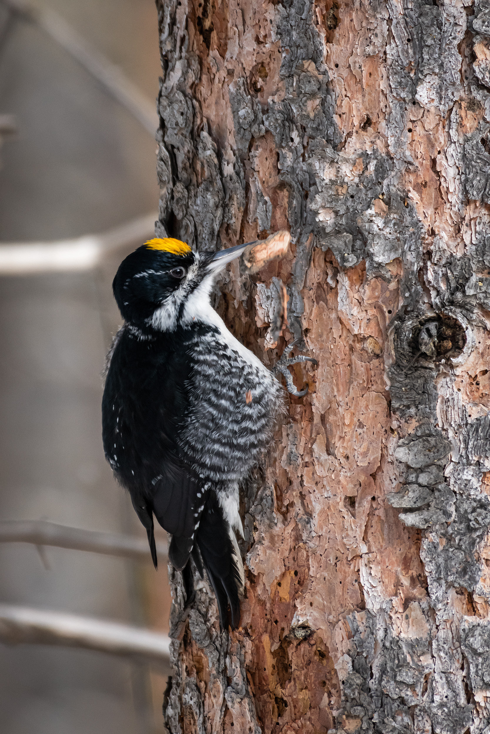 Black-backed Woodpecker (male), near the Marshall Springs area of Fish Creek Provincial Park, Calgary, AB