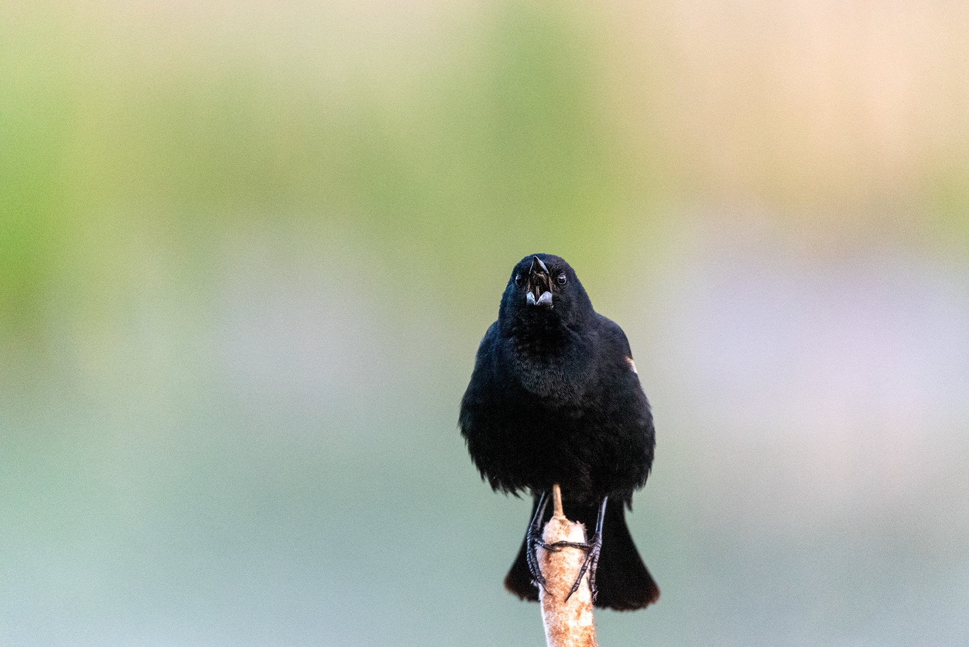 Red-winged Blackbird, Marshall Springs, Fish Creek Provincial Park, Calgary