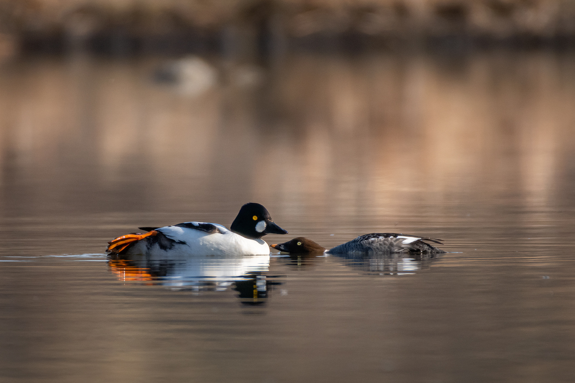 Common Goldeneye pair, Marshall Springs, Fish Creek Provincial Park, Calgary, AB