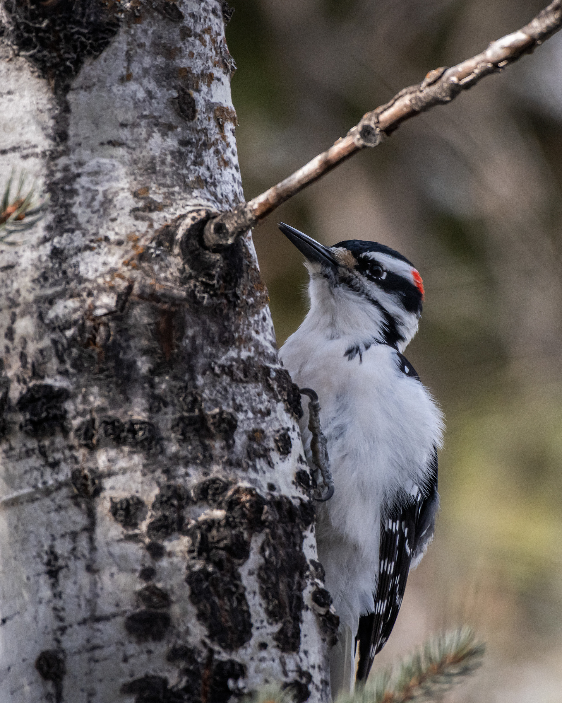 Hairy Woodpecker (male), near Marshall Springs, Fish Creek Provincial Park, Calgary, AB