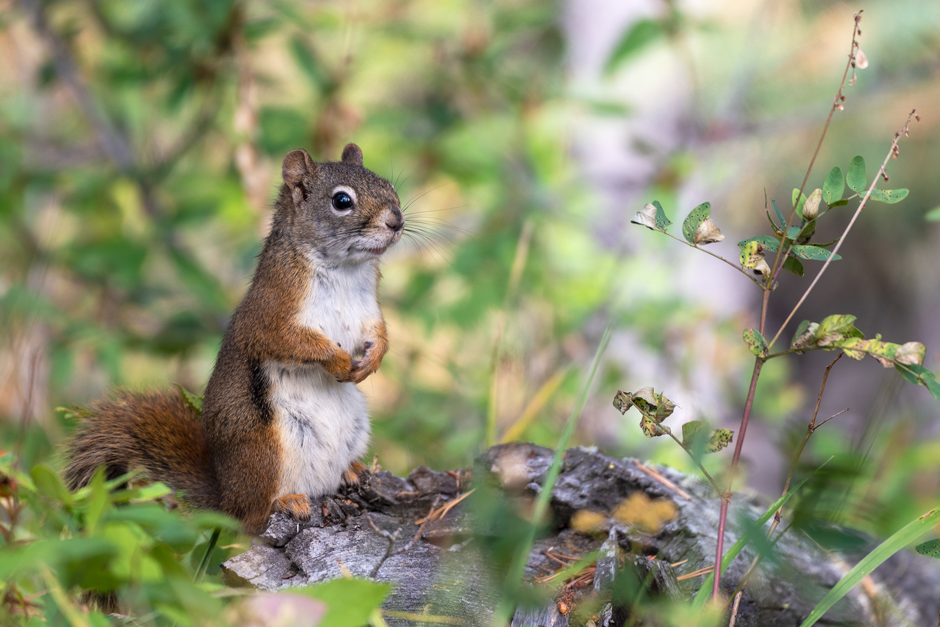 Red Squirrel at Prairie Mountain