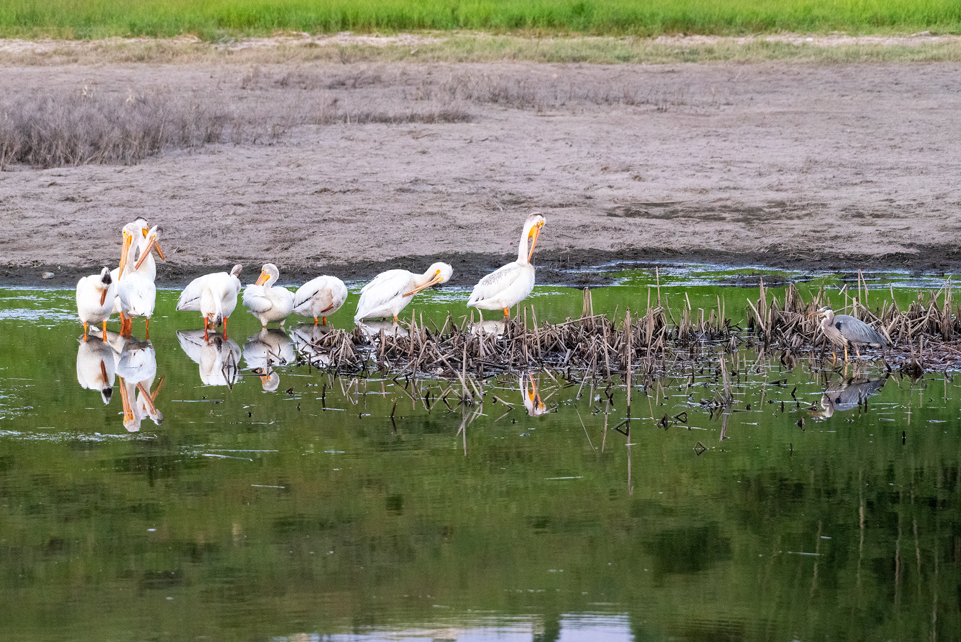 American White Pelicans grooming