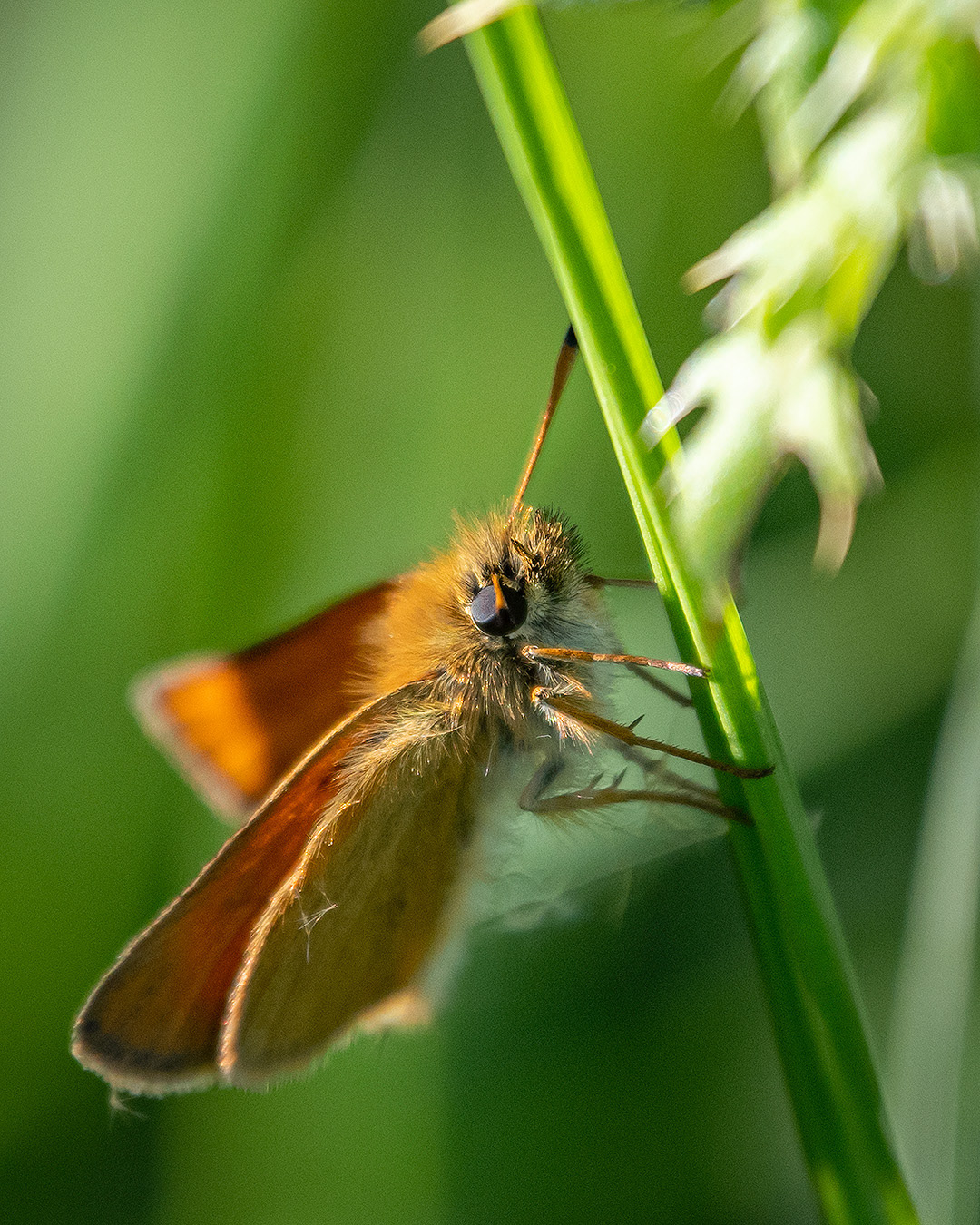 Butterfly, Marshall Springs area, Fish Creek Provincial Park, Calgary, AB