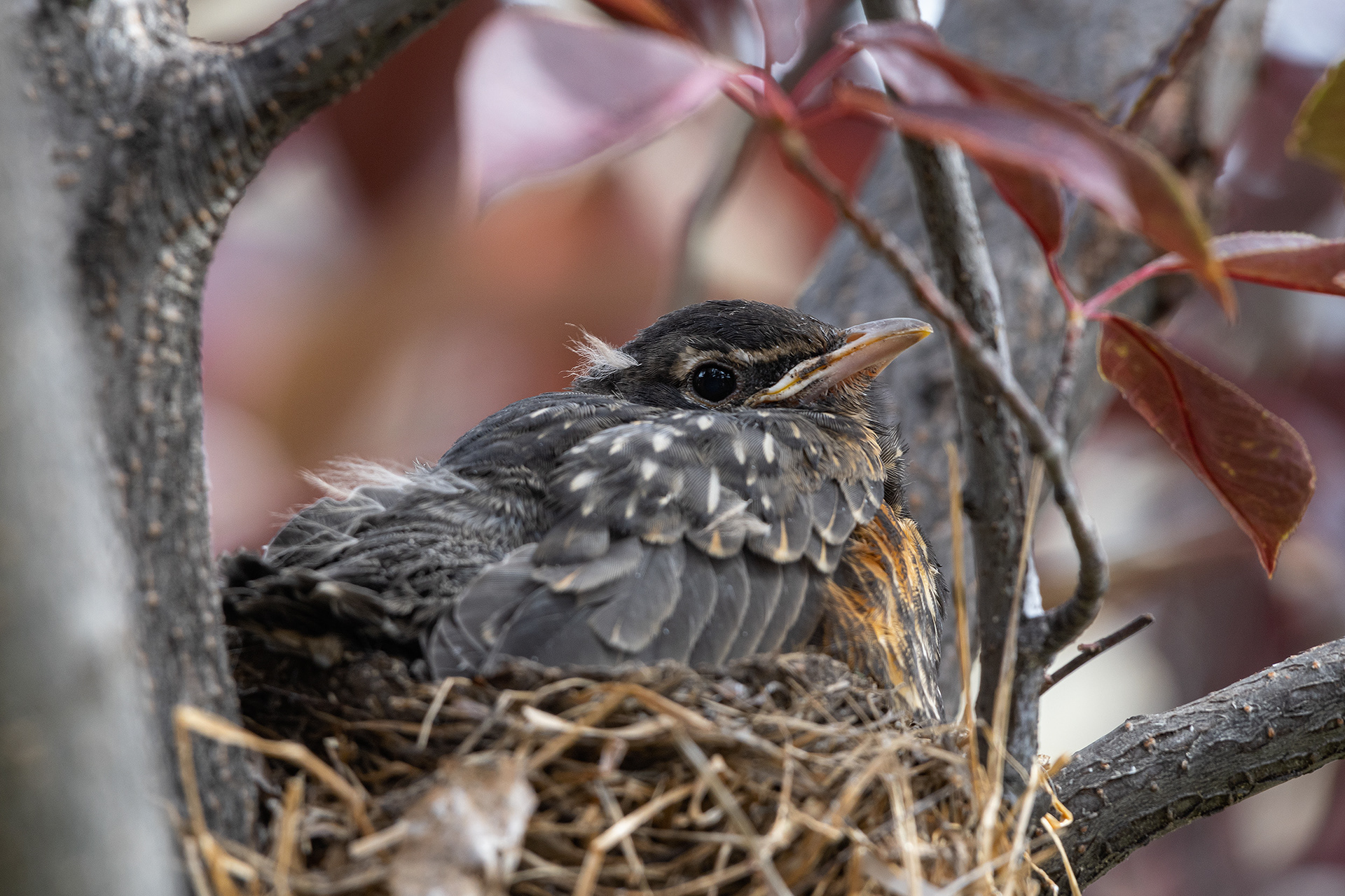 American Robin chick, Bridlewood, Calgary, AB