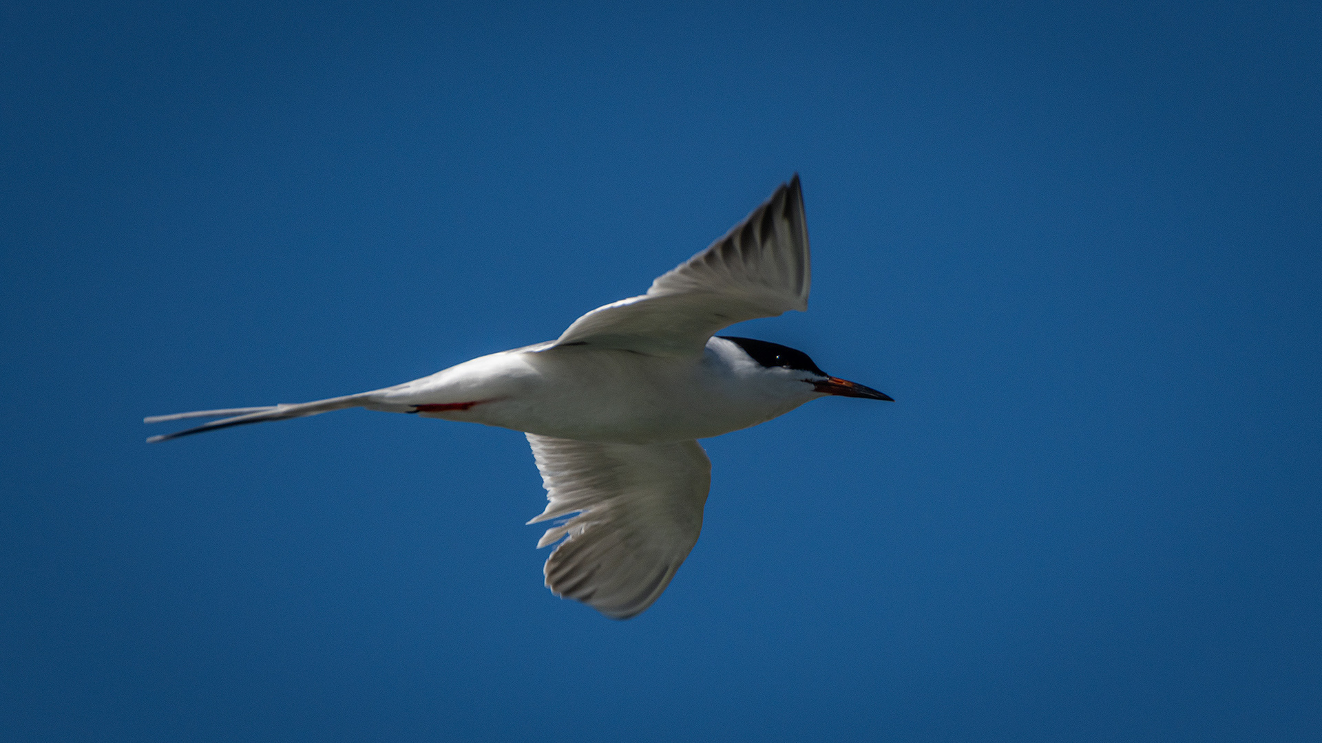 Common Tern (in flight), Glenmore Reservoir, North Glenmore Park, Calgary, AB