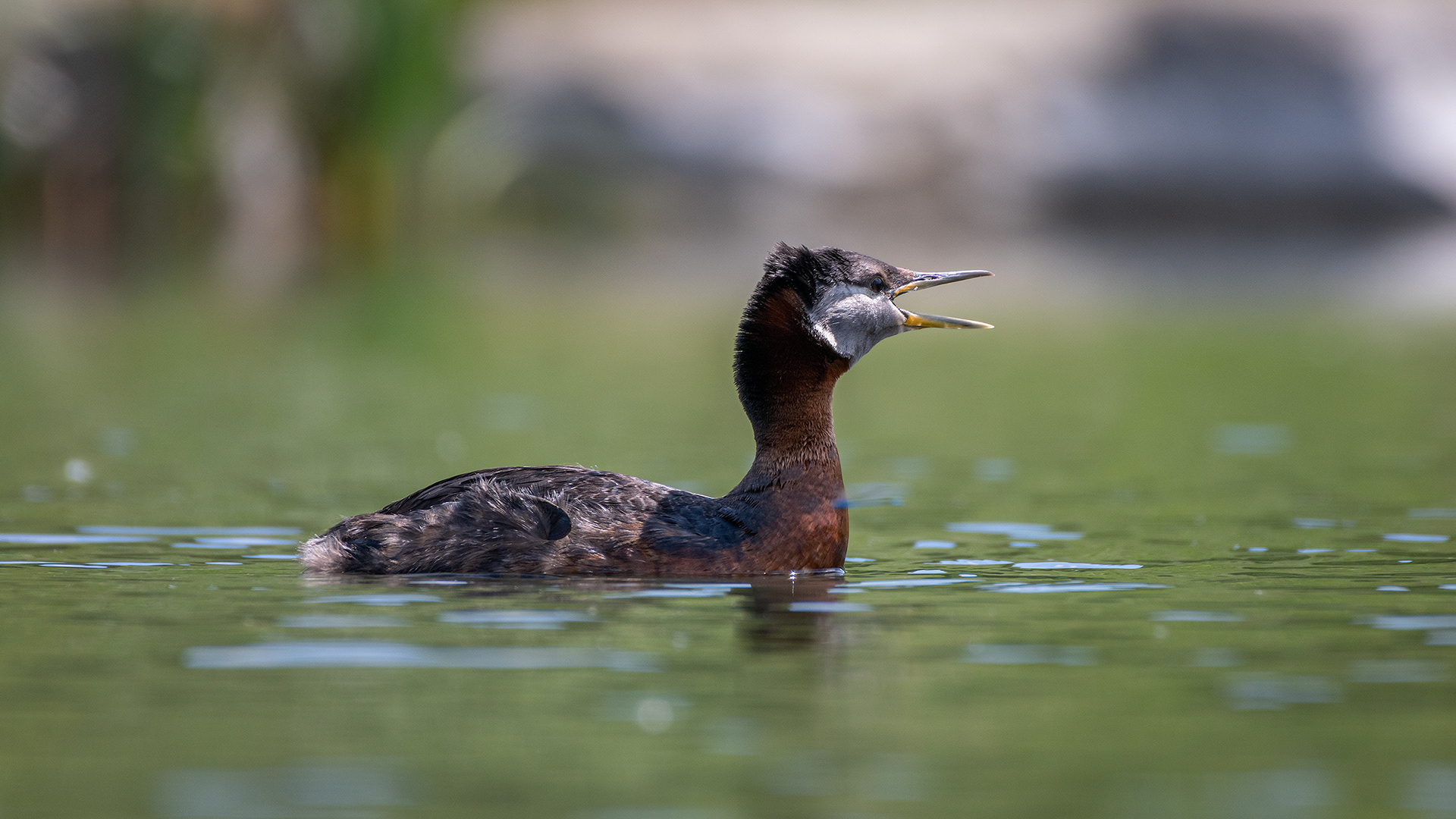 Red-necked Grebe, Marshall Springs ponds, Fish Creek Provincial Park, Calgary, AB