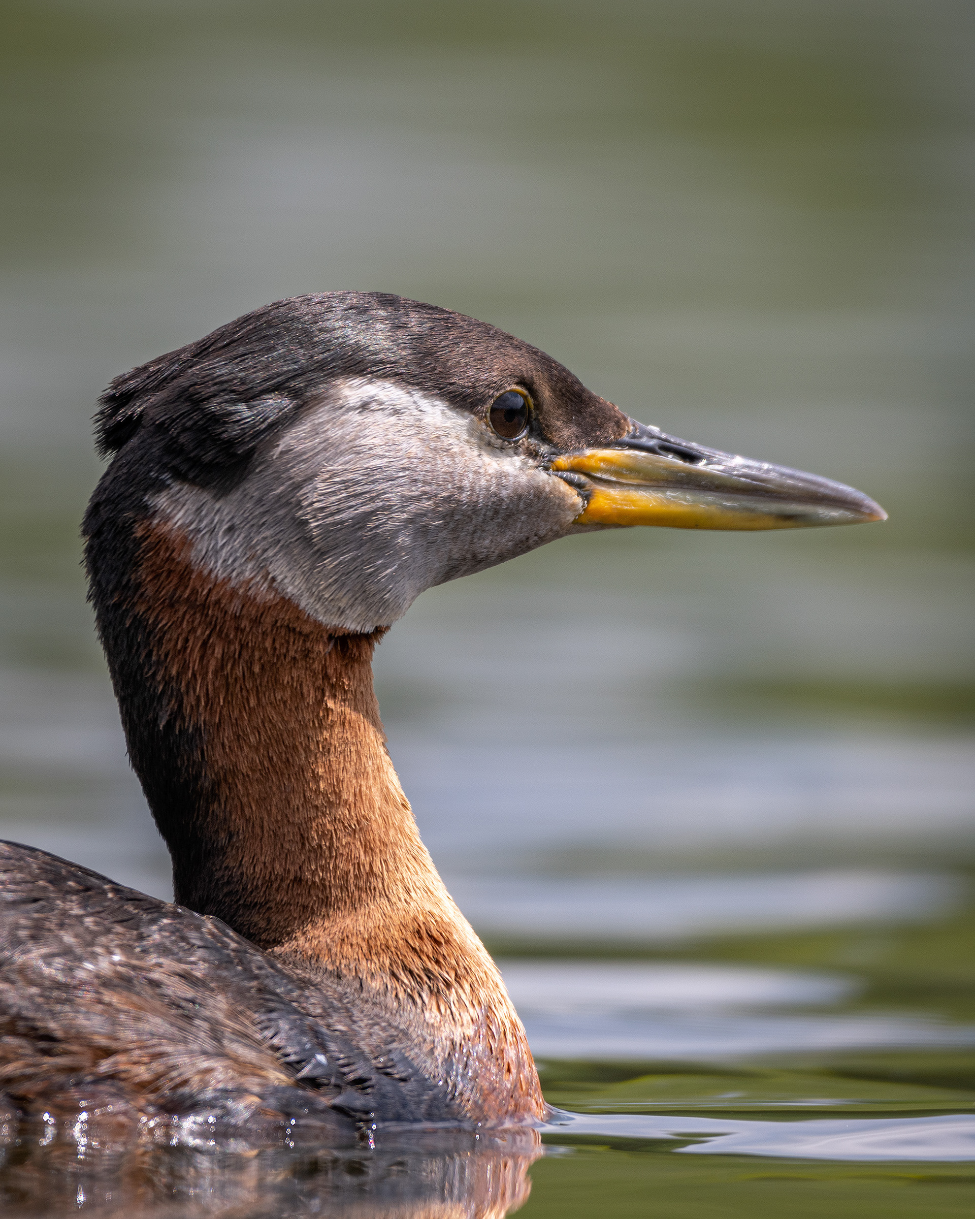 Red-necked Grebe (close-up), Marshall Springs ponds, Fish Creek Provincial Park, Calgary, AB