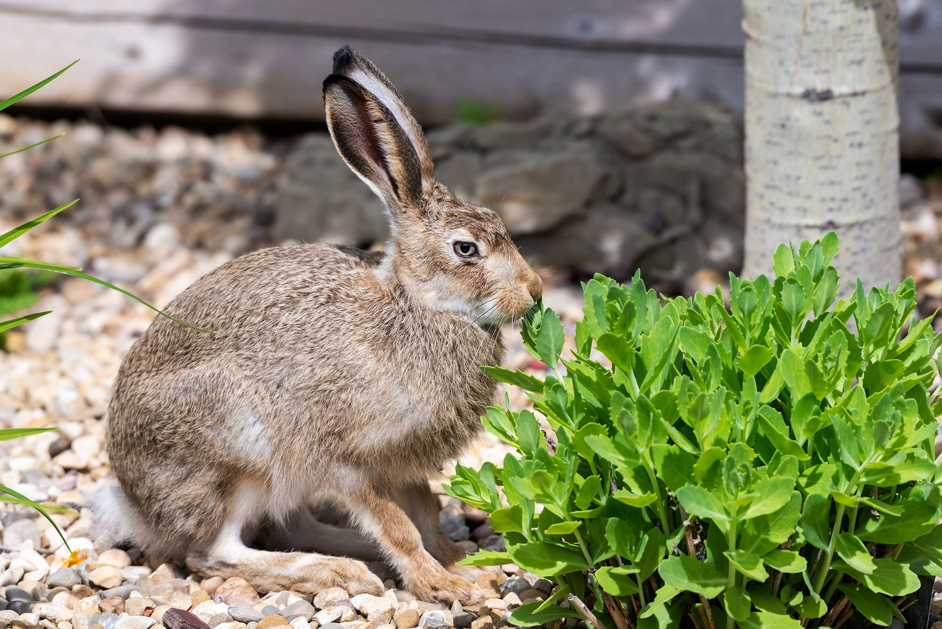 Hare moves on to try a different kind of vegetation