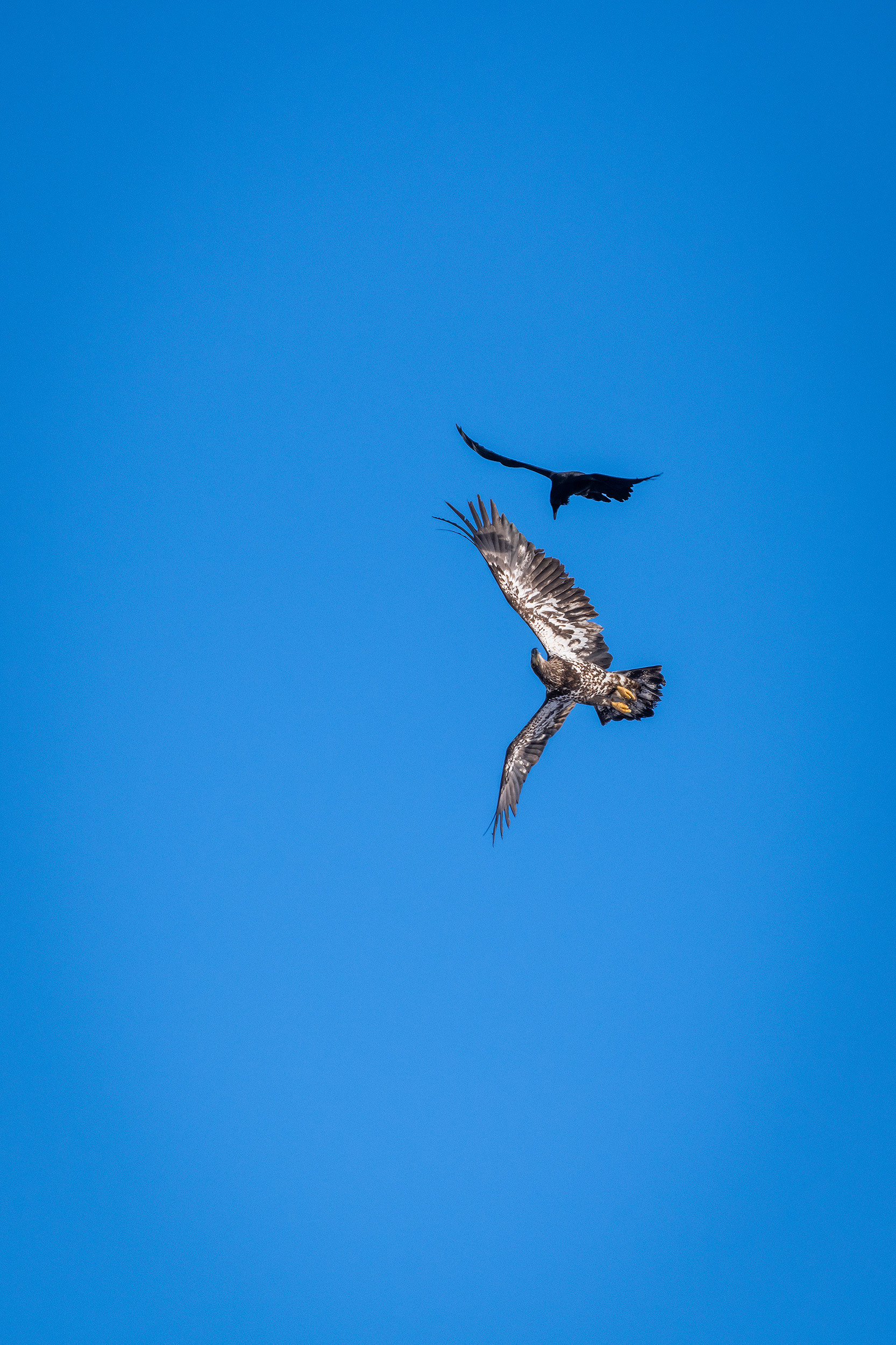 Bald Eagle (immature) and American Crow in flight - Bow River, Refinery Park, Calgary, AB