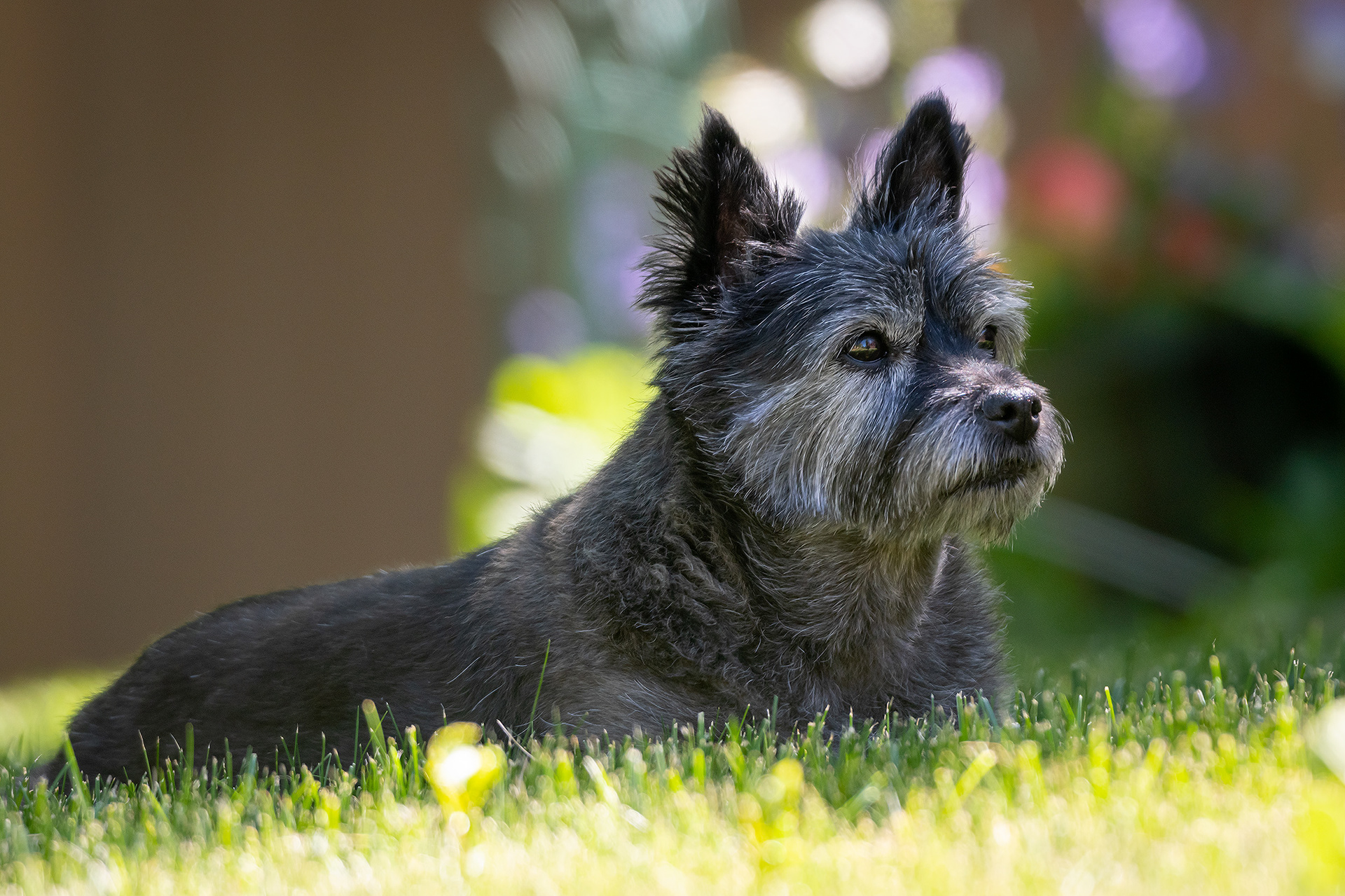 Coco, Bridlewood, Calgary, AB