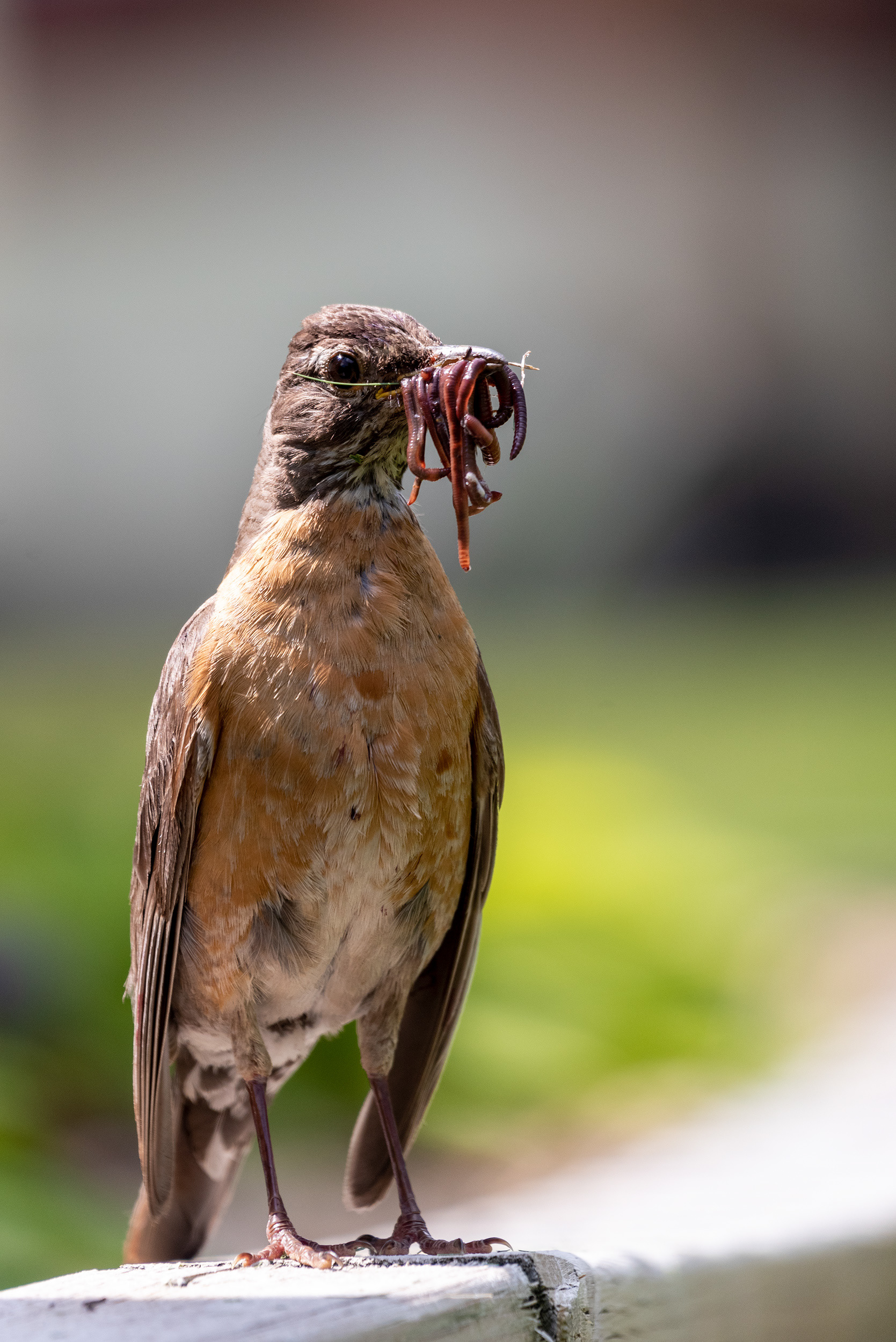 American Robin with quite the harvest of worms in her bill