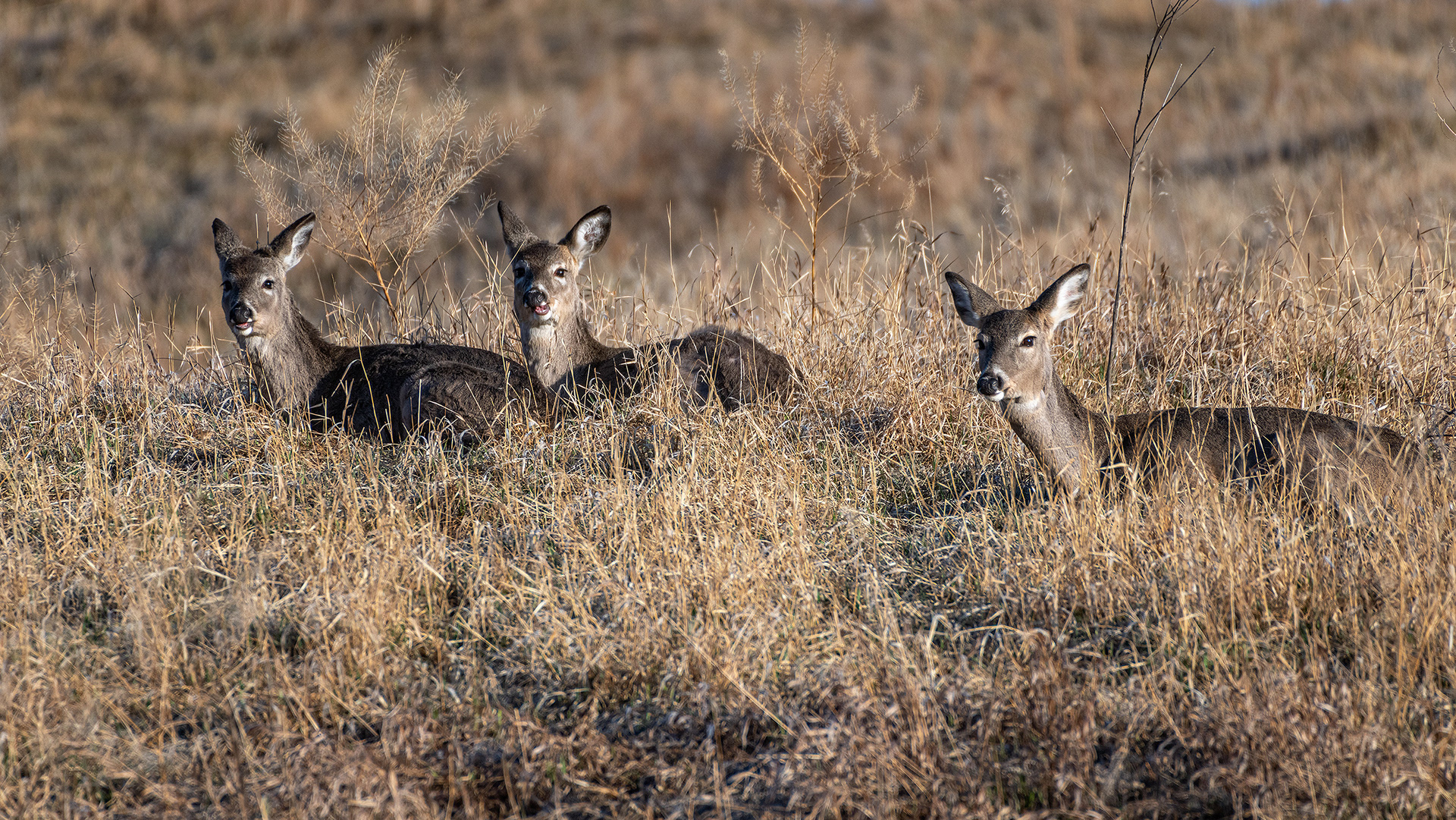 White-tailed Deer, Marshall Springs, Fish Creek Provincial Park, Calgary, AB