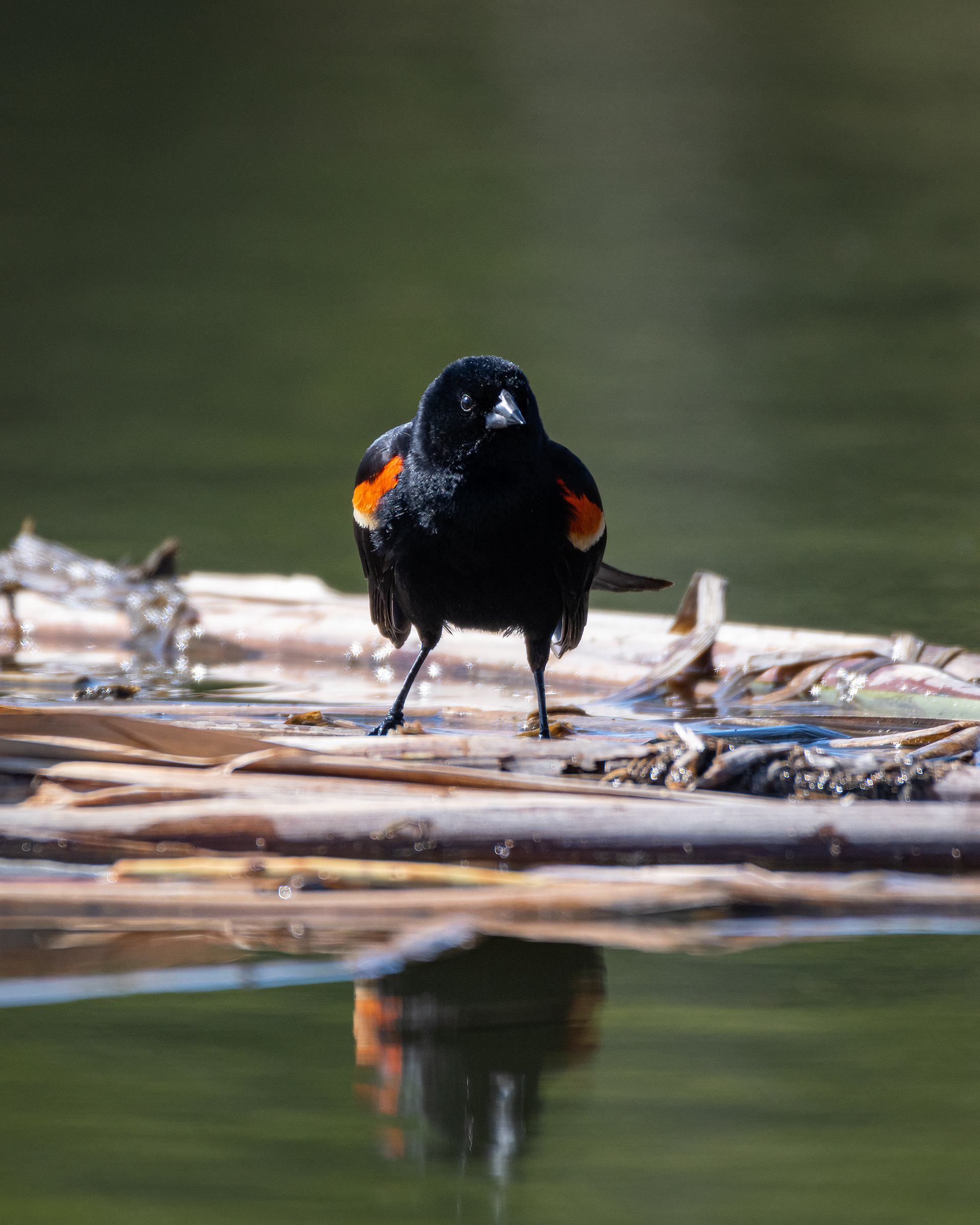 Red-winged Blackbird (male), Marshall Springs ponds, Fish Creek Provincial Park, Calgary, AB