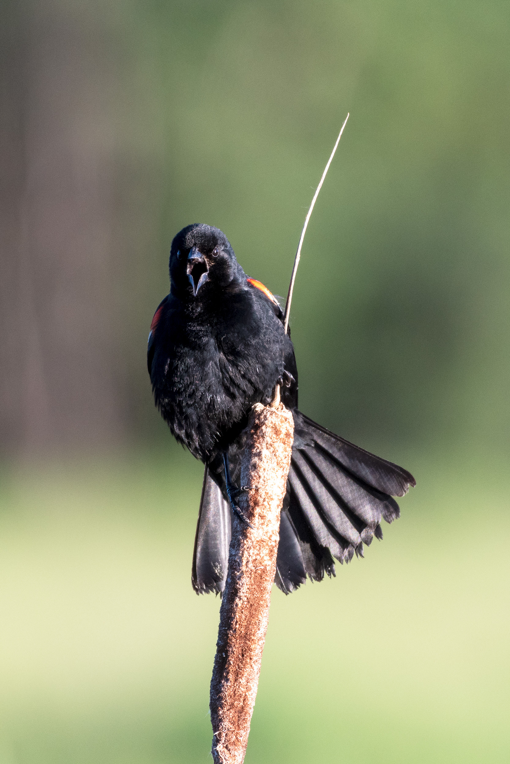 Red-winged blackbird (calling, front view)