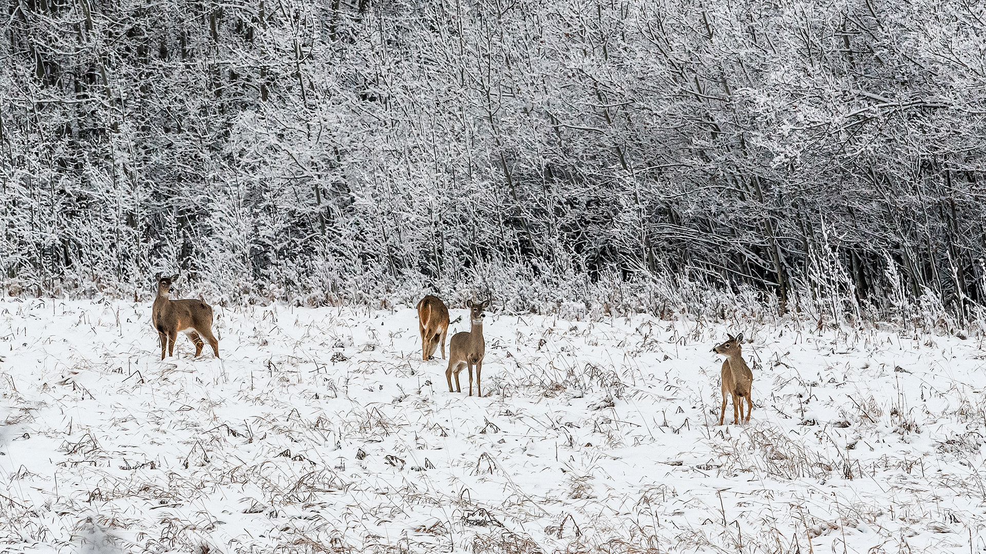 White-tailed Deer, Weaselhead Flats, Calgary, AB