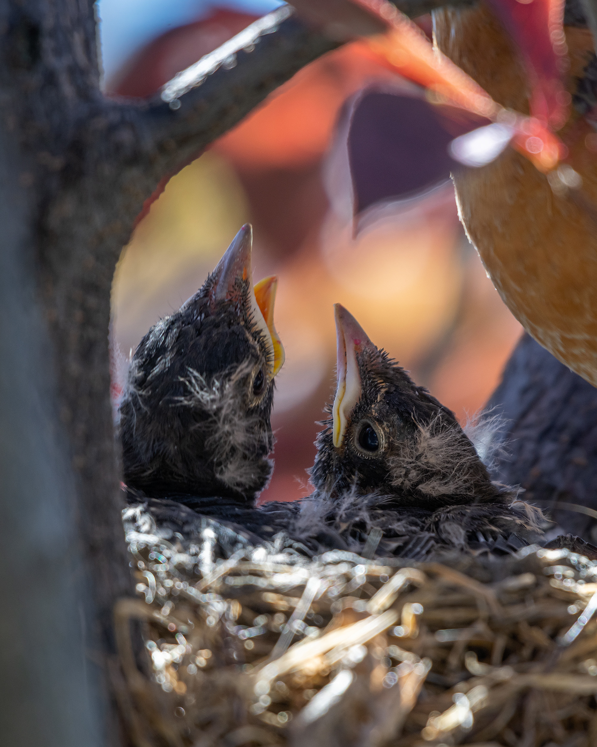 American Robin hatchlings, Bridlewood, Calgary, AB