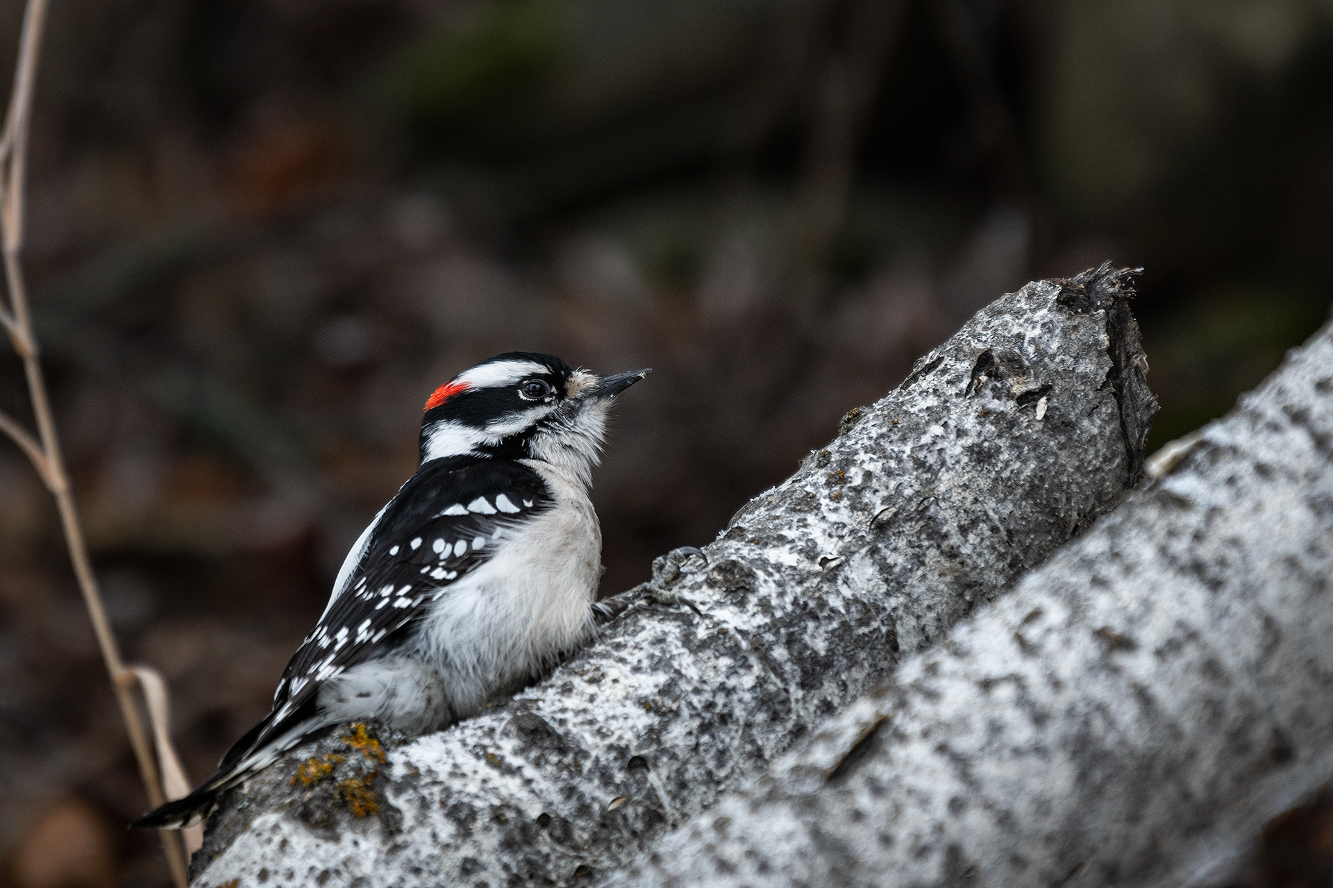 Downy Woodpecker (male), near the Marshall Springs area of Fish Creek Provincial Park, Calgary, AB