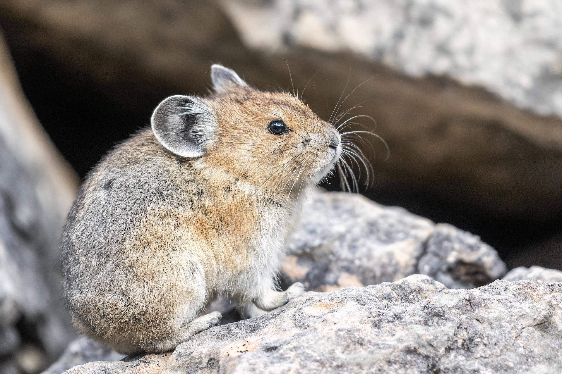 Pika, Stanley Glacier Trail, Kootenay National Park, British Columbia