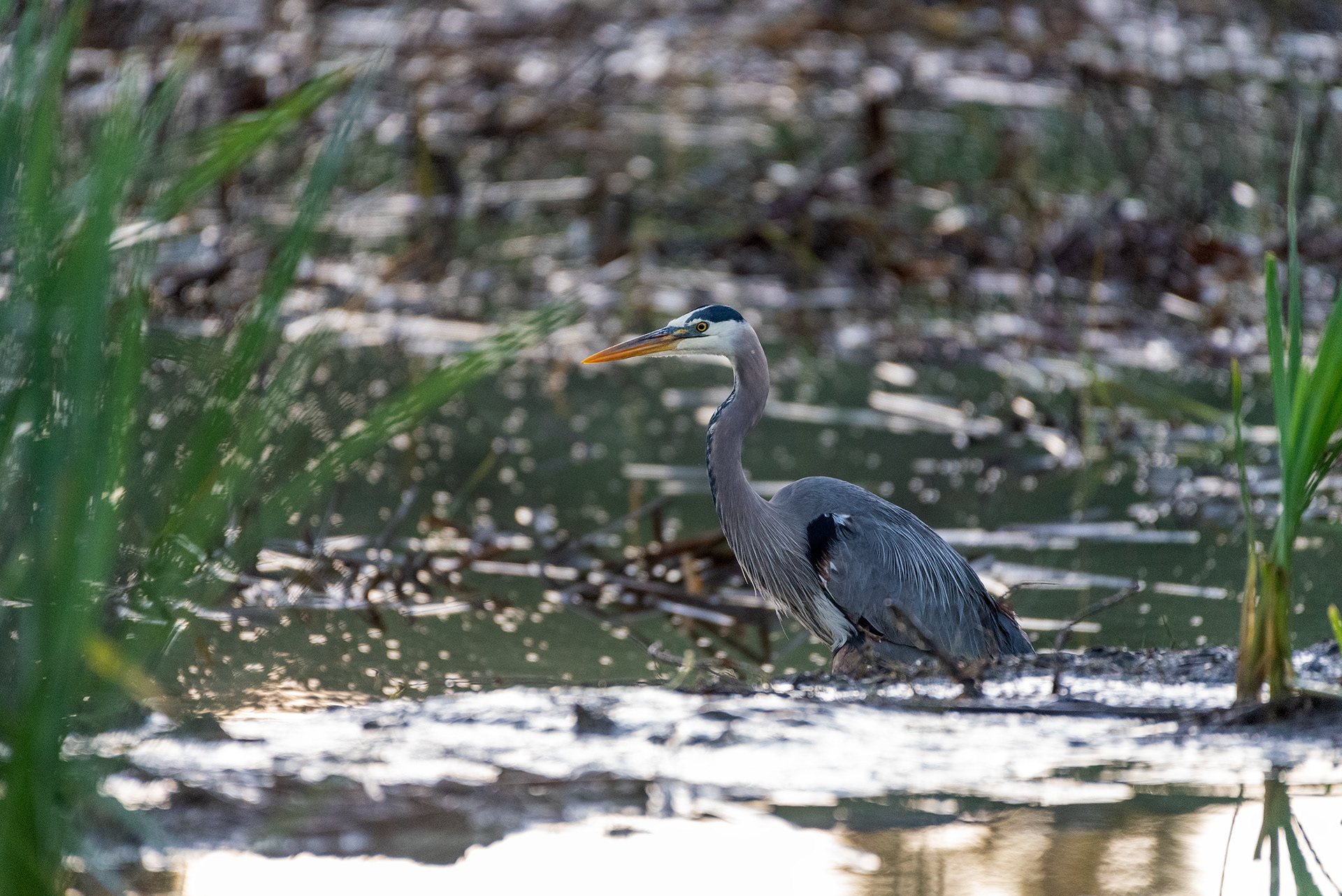 Great Blue Heron (standing, side view)
