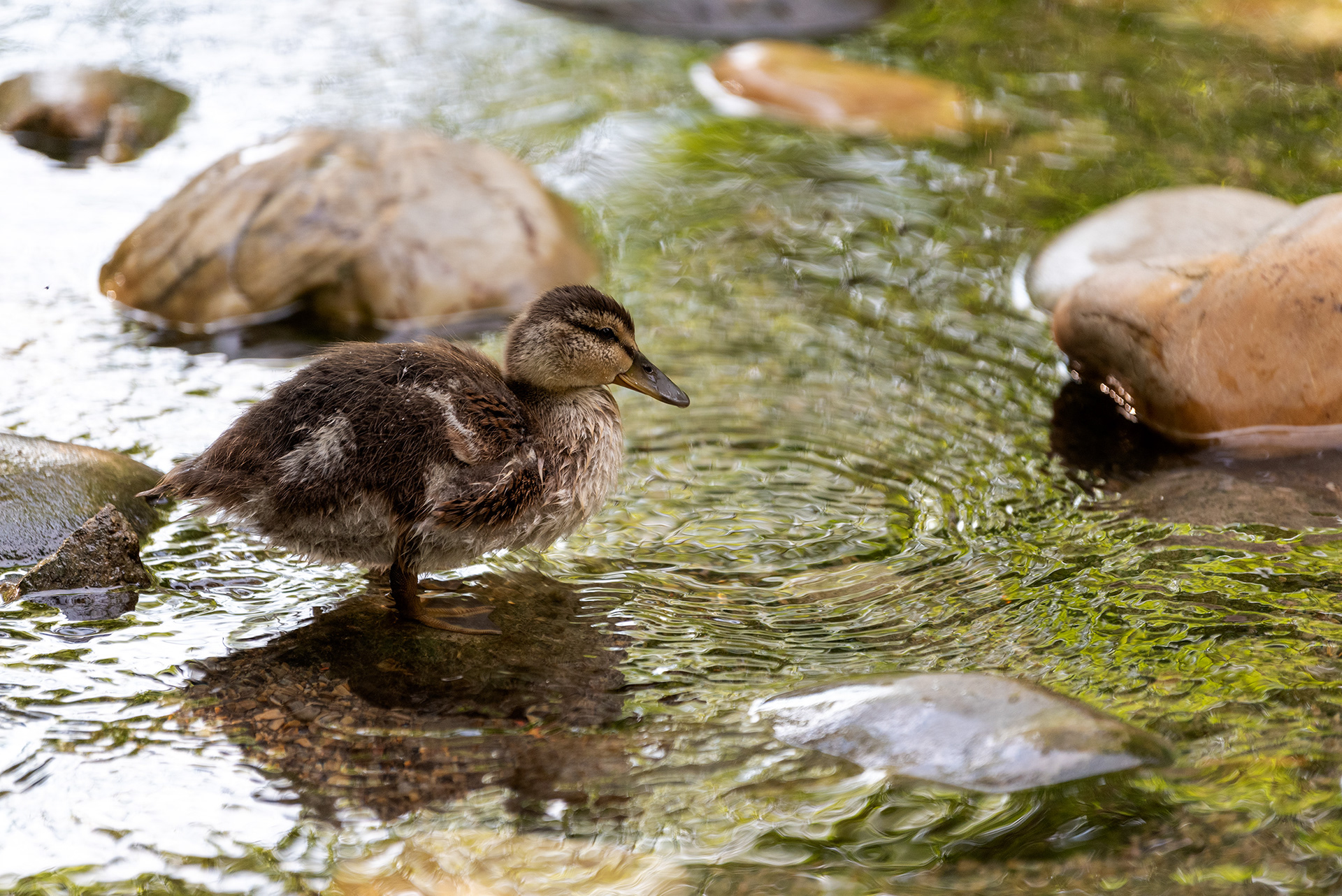 duckling, Bridlewood Wetlands Park, Calgary, Alberta