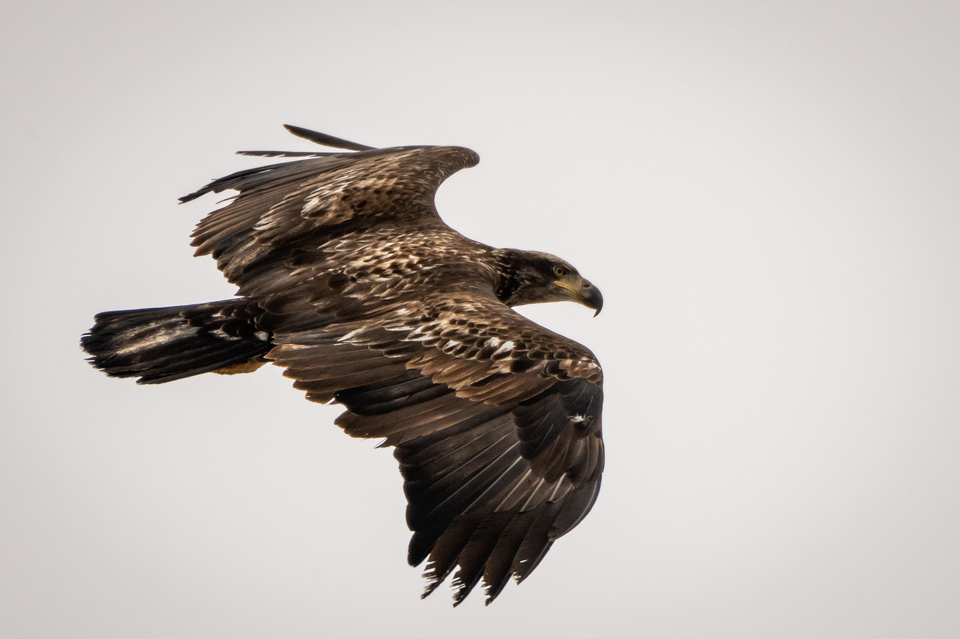 Bald Eagle (immature) in flight - Southview Off Leash Dog Park, Calgary, AB