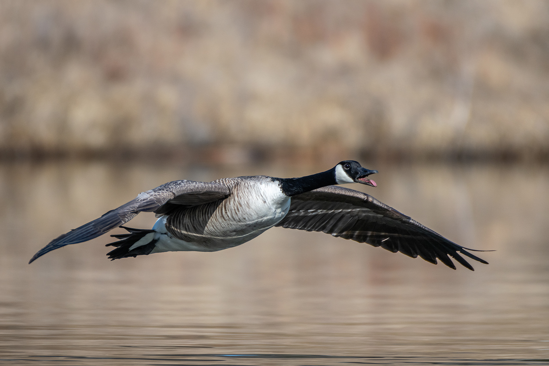 Canada Goose (in flight), Marshall Springs, Fish Creek Provincial Park, Calgary, AB