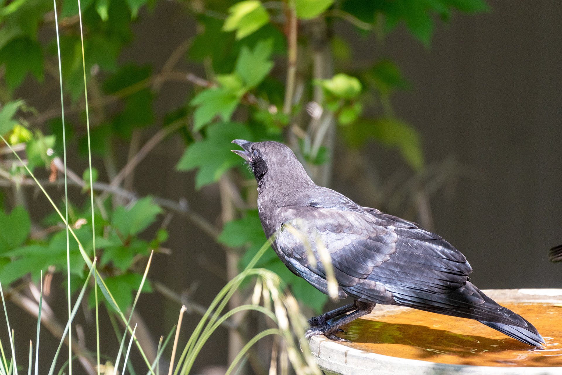 Black-billed Magpie at the birdbath
