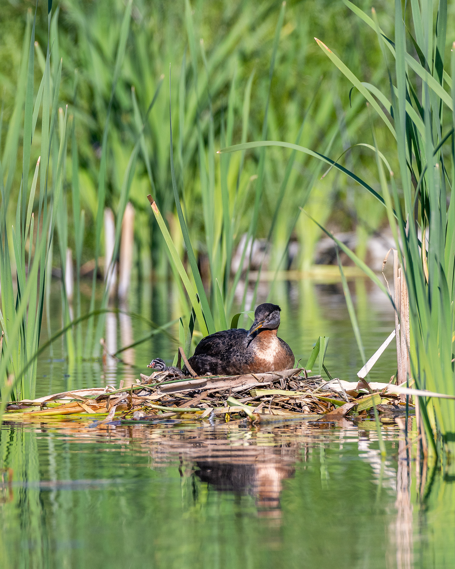Red-necked Grebe (male) on his nest with a chick, Marshall Springs - Fish Creek Prov. Park, Calgary, AB