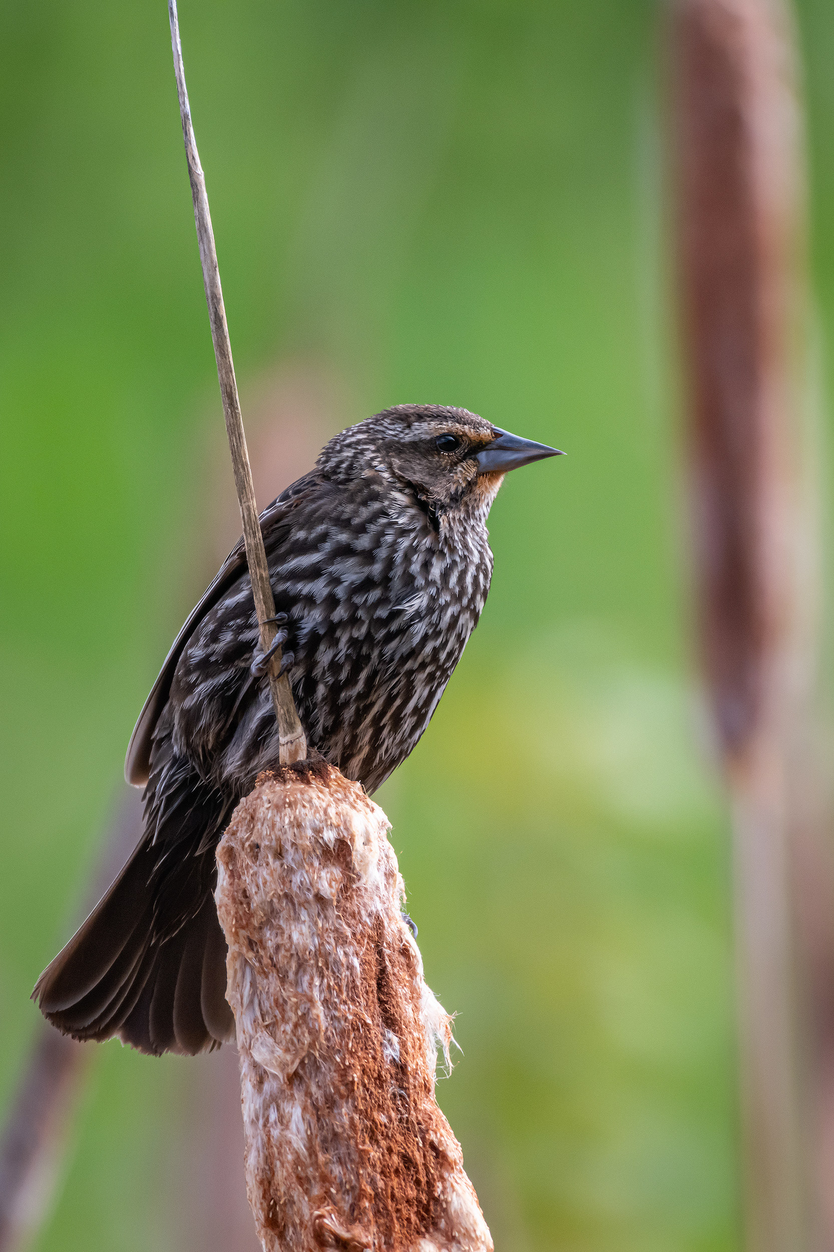 Red-winged Blackbird (female), Marshall Springs ponds, Fish Creek Provincial Park, Calgary, AB