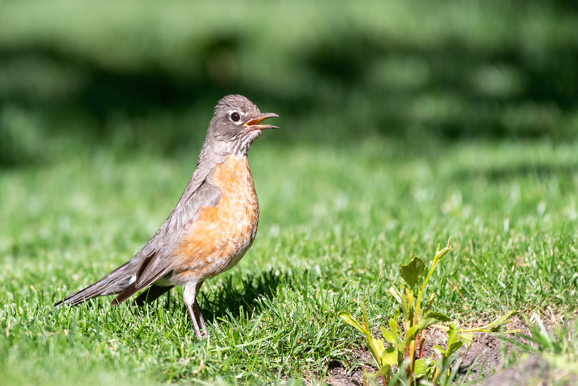 A young American Robin calls to parent for some attention