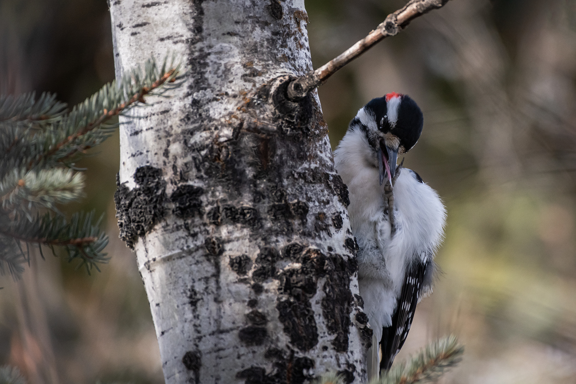Hairy Woodpecker (male), near Marshall Springs, Fish Creek Provincial Park, Calgary, AB