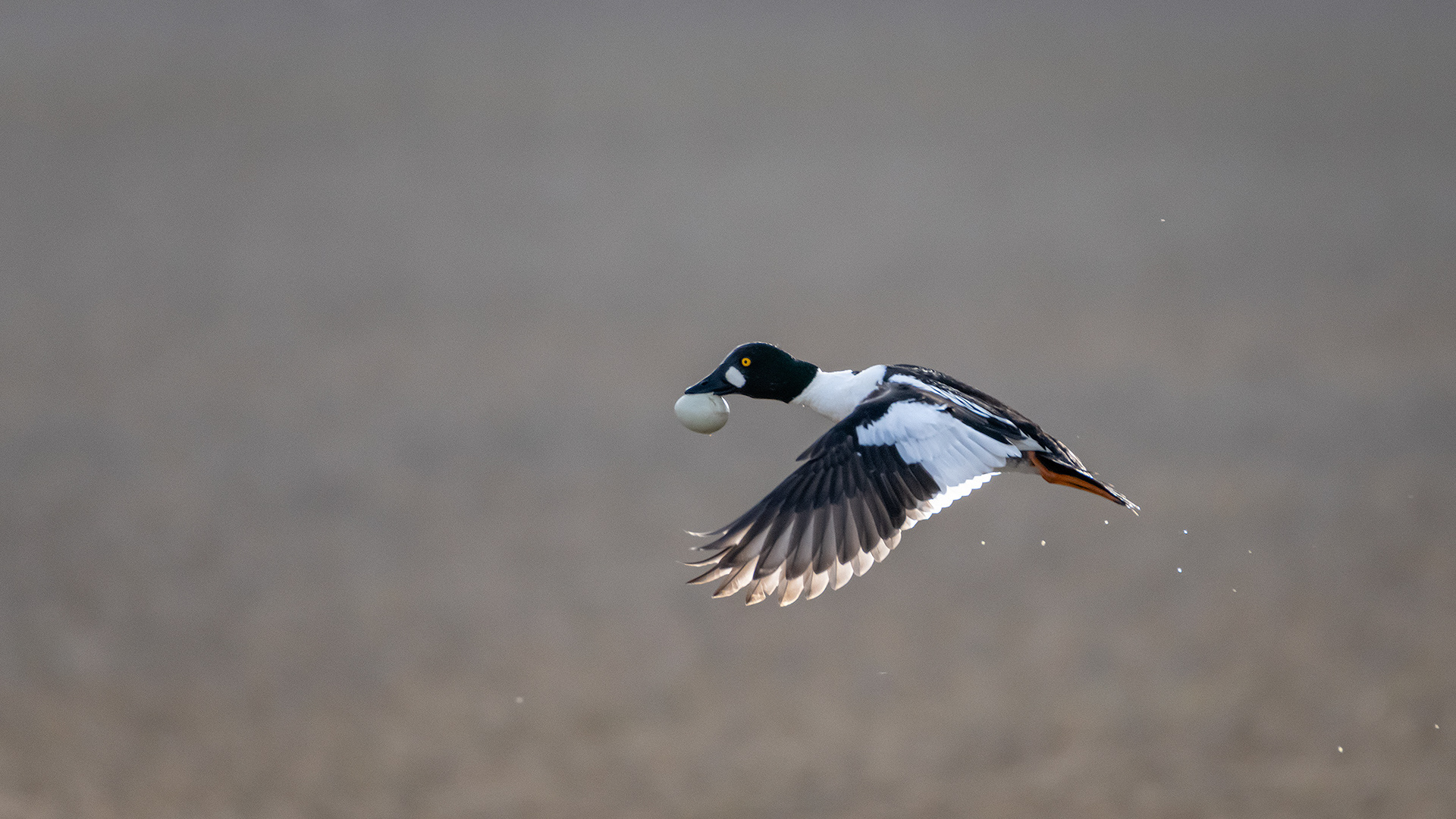 Common Goldeneye (male) in flight, Glenmore Reservoir, North Glenmore Park, Calgary, AB