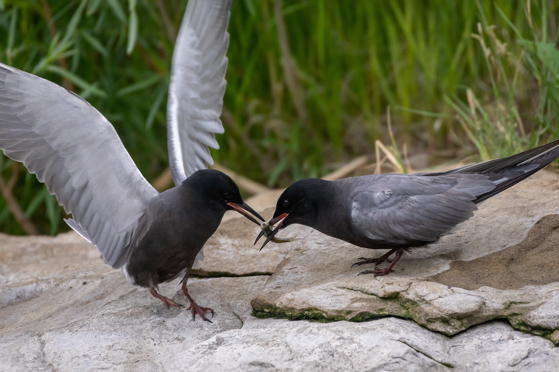 Black Terns, Marshall Springs ponds, Fish Creek Provincial Park, Calgary, AB