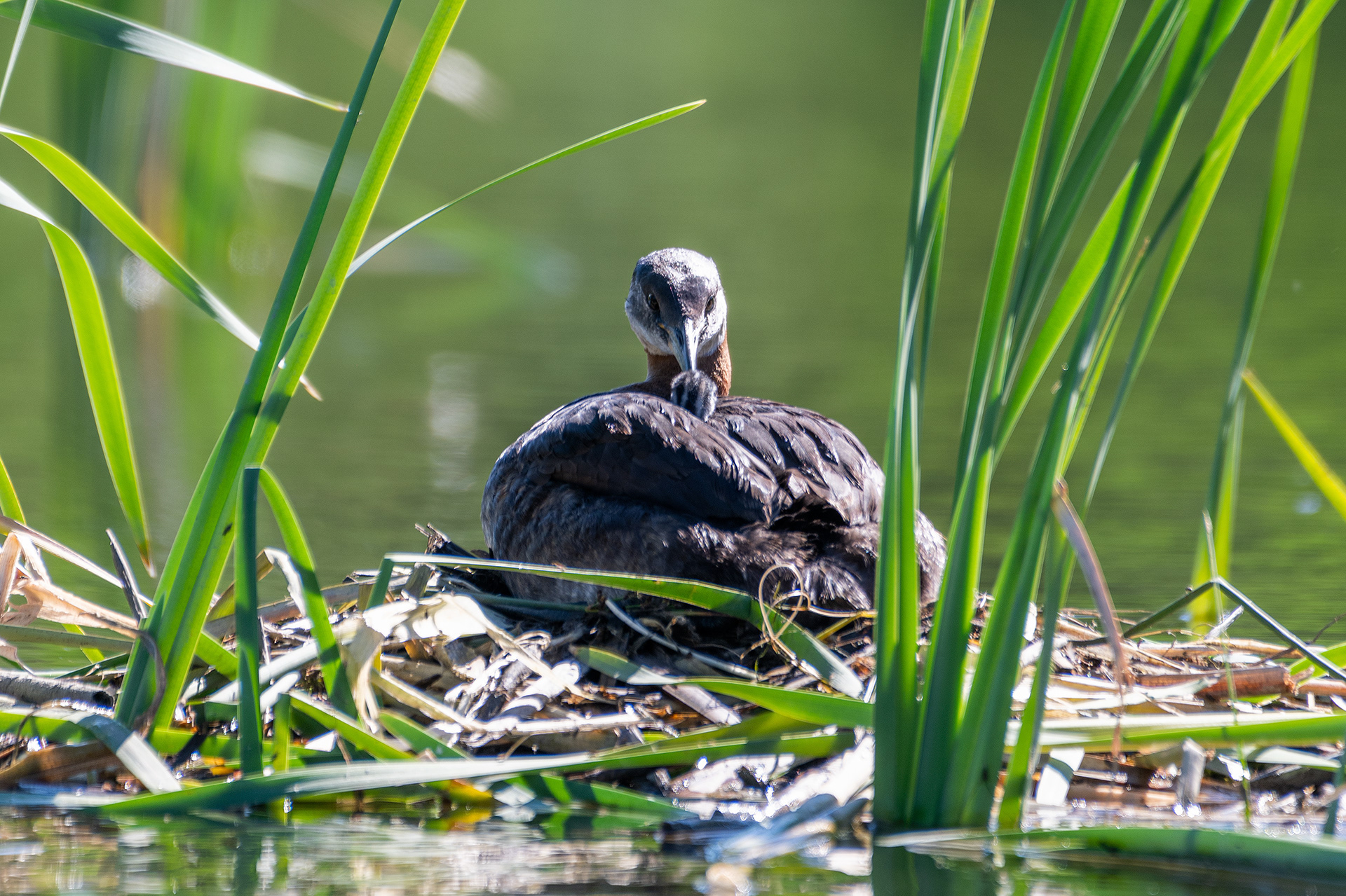Red-necked Grebe (female) on her nest, staring into her newly hatched chicks eyes for the first time, Marshall Springs - Fish Creek Prov. Park, Calgary, AB
