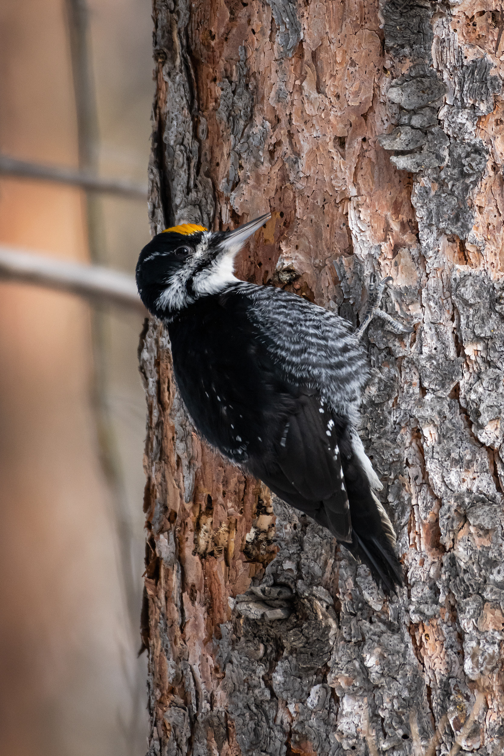 Black-backed Woodpecker (male), near the Marshall Springs area of Fish Creek Provincial Park, Calgary, AB