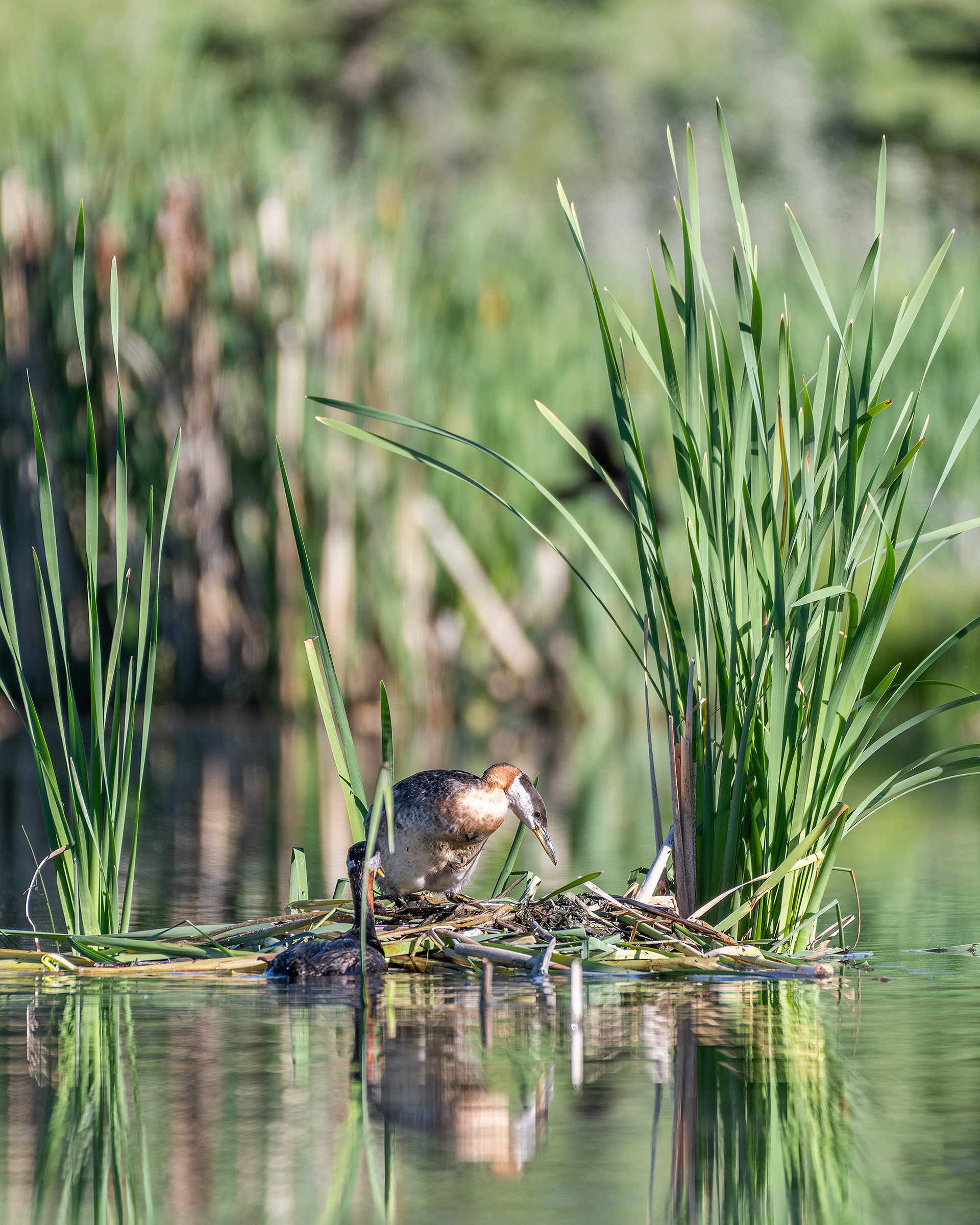Red-necked Grebe pair at their nest, Marshall Springs - Fish Creek Prov. Park, Calgary, AB