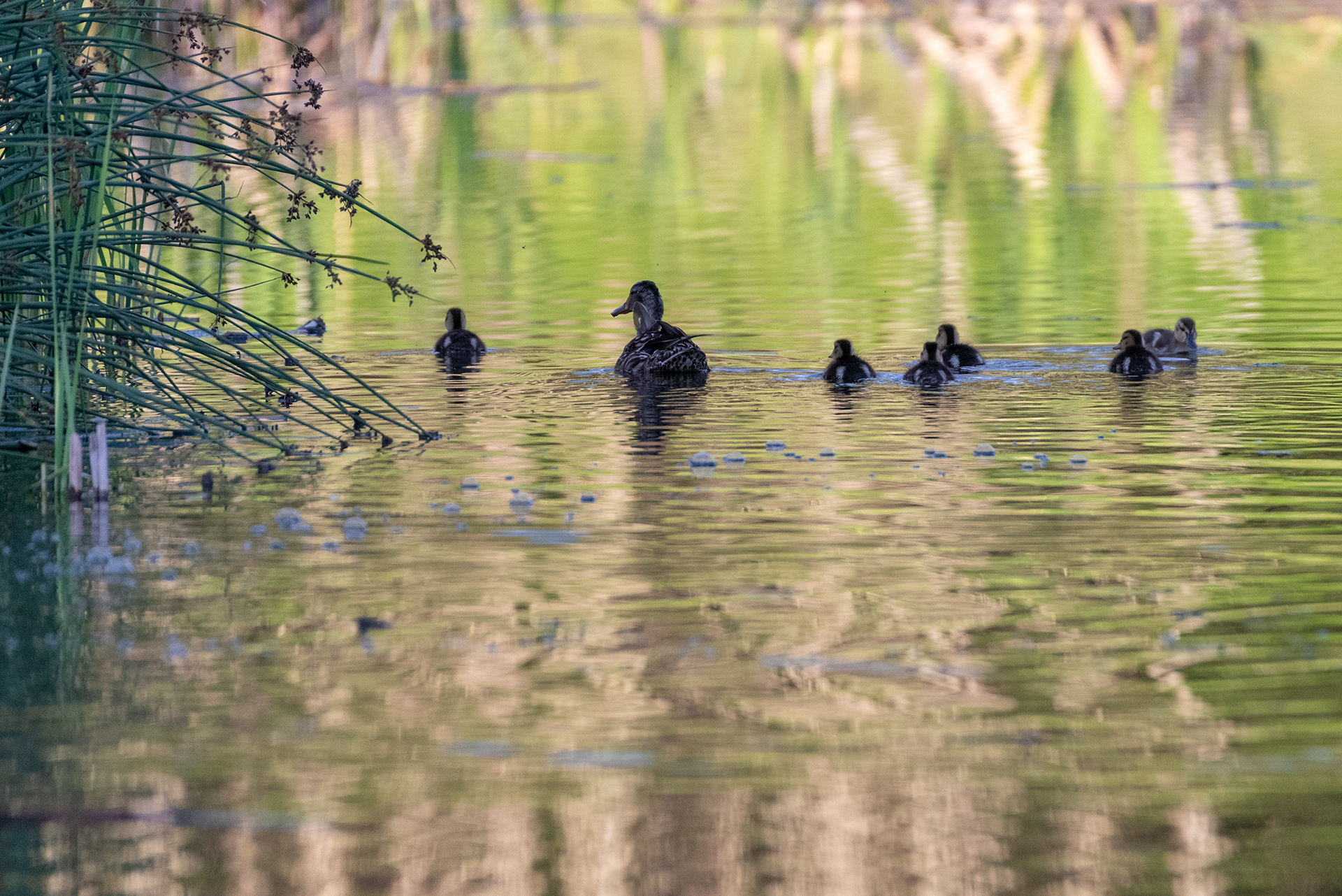 Mallard duck and her ducklings
