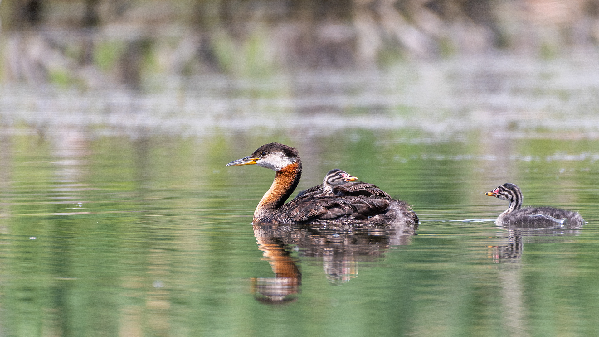 Red-necked Grebe (female) with a chick riding on her back and the other in the water near by, Marshall Springs - Fish Creek Prov. Park, Calgary, AB