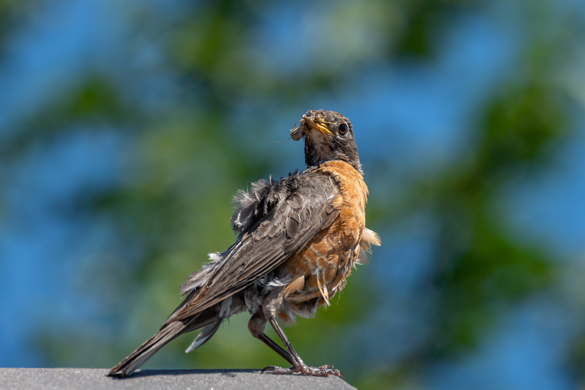 American Robin (female), Bridlewood, Calgary, AB