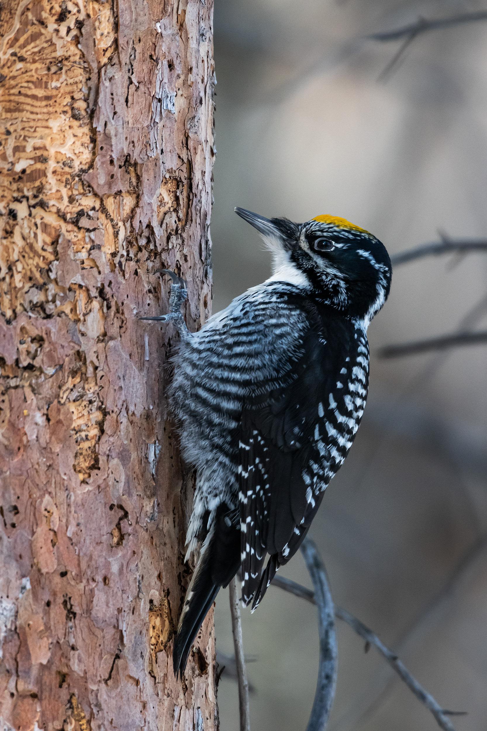 Three-toed Woodpecker (male), near the Marshall Springs area of Fish Creek Provincial Park, Calgary, AB
