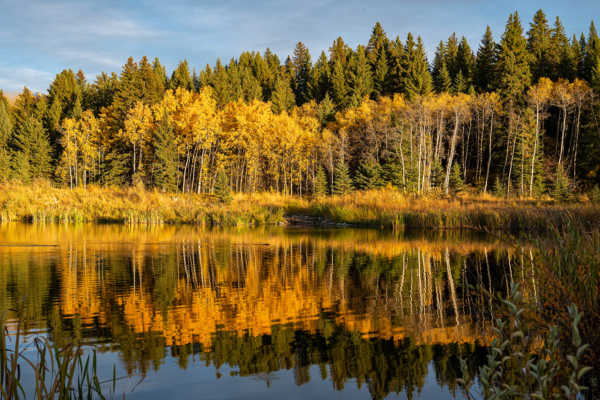 Fall colors (minutes before sunset) at the Marshall Springs ponds in Fish Creek Provincial Park (two beavers in the pond; left edge, and near center of frame)