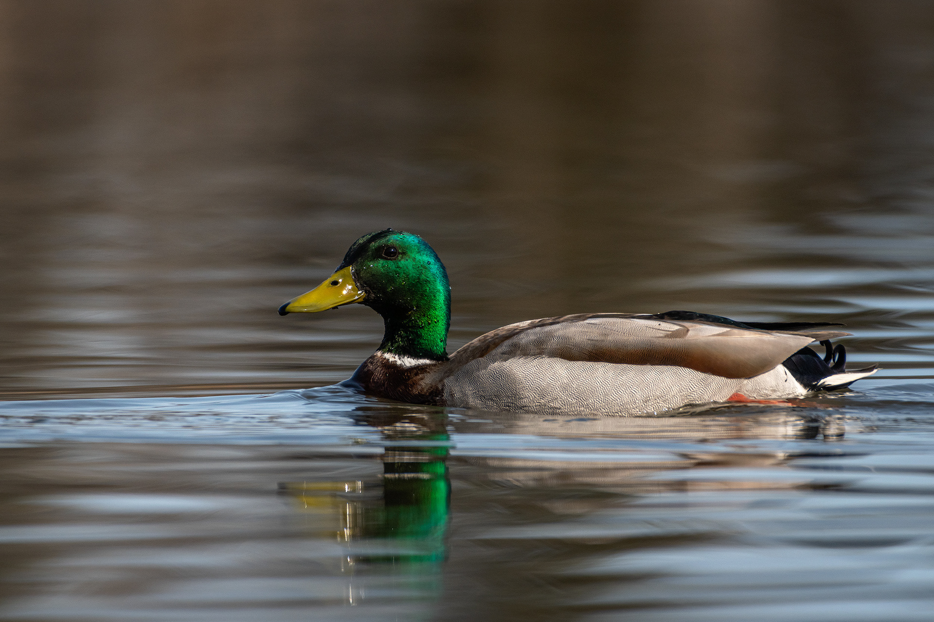 Mallard (male), Marshall Springs, Fish Creek Provincial Park, Calgary, AB